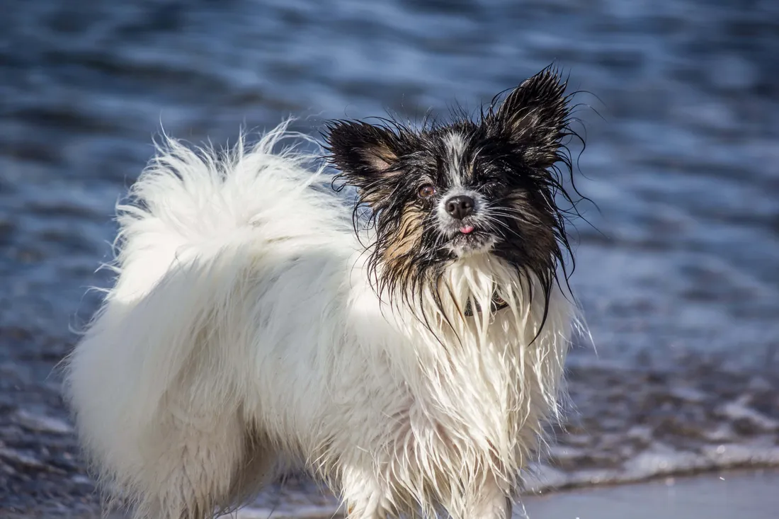 Beach Dog
