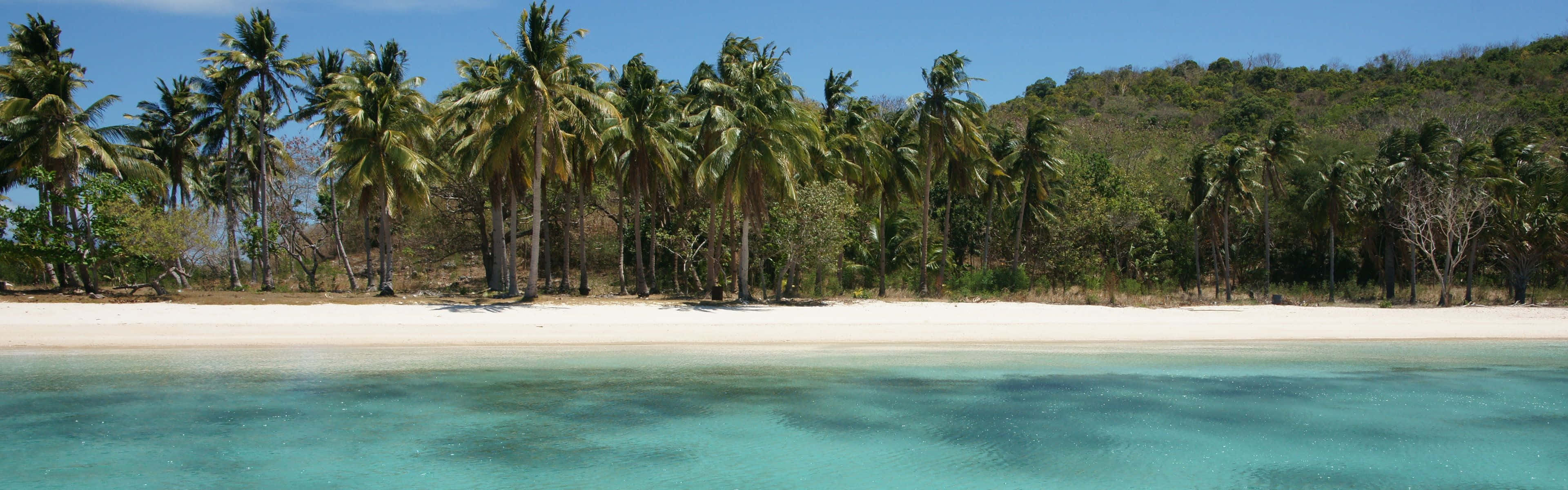 Palm Trees, Beach, Turquoise waters, 4K Desktop Wallpaper