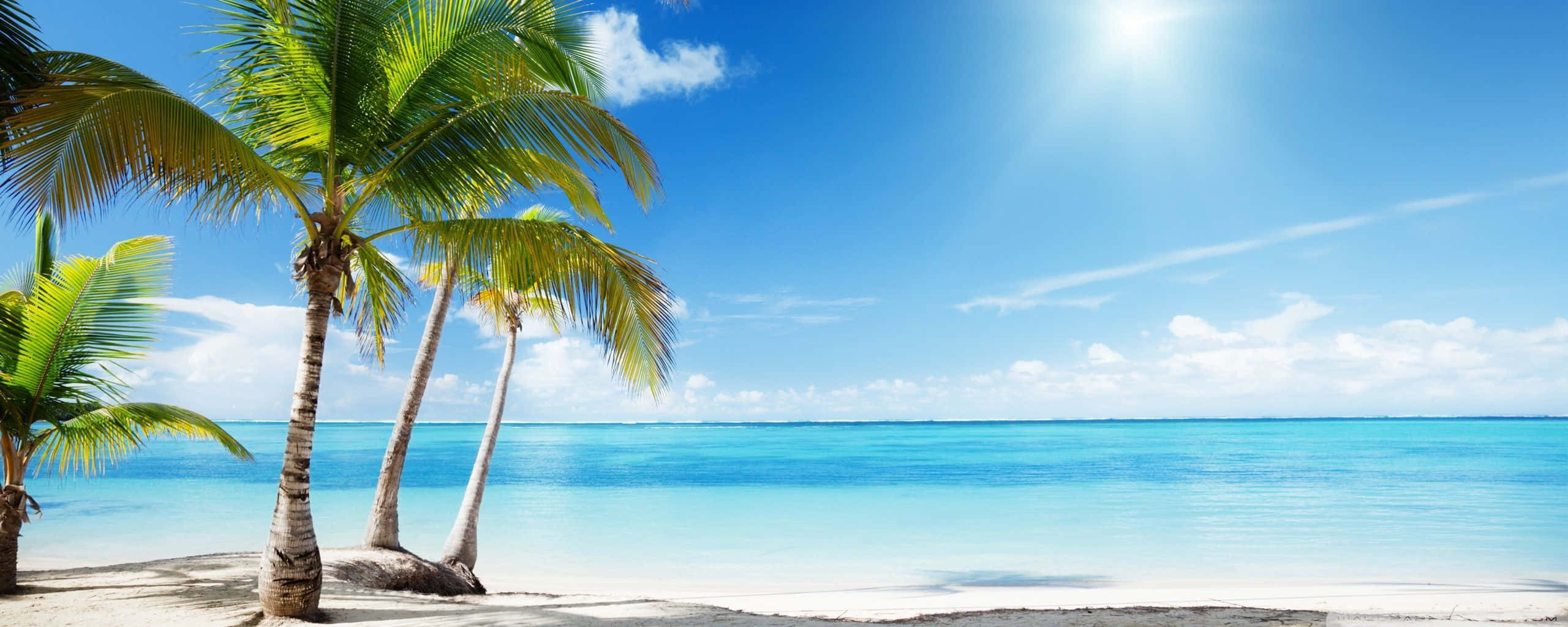 Beach Dual Monitor, tropical beach, palm trees, 2K Desktop Wallpaper
