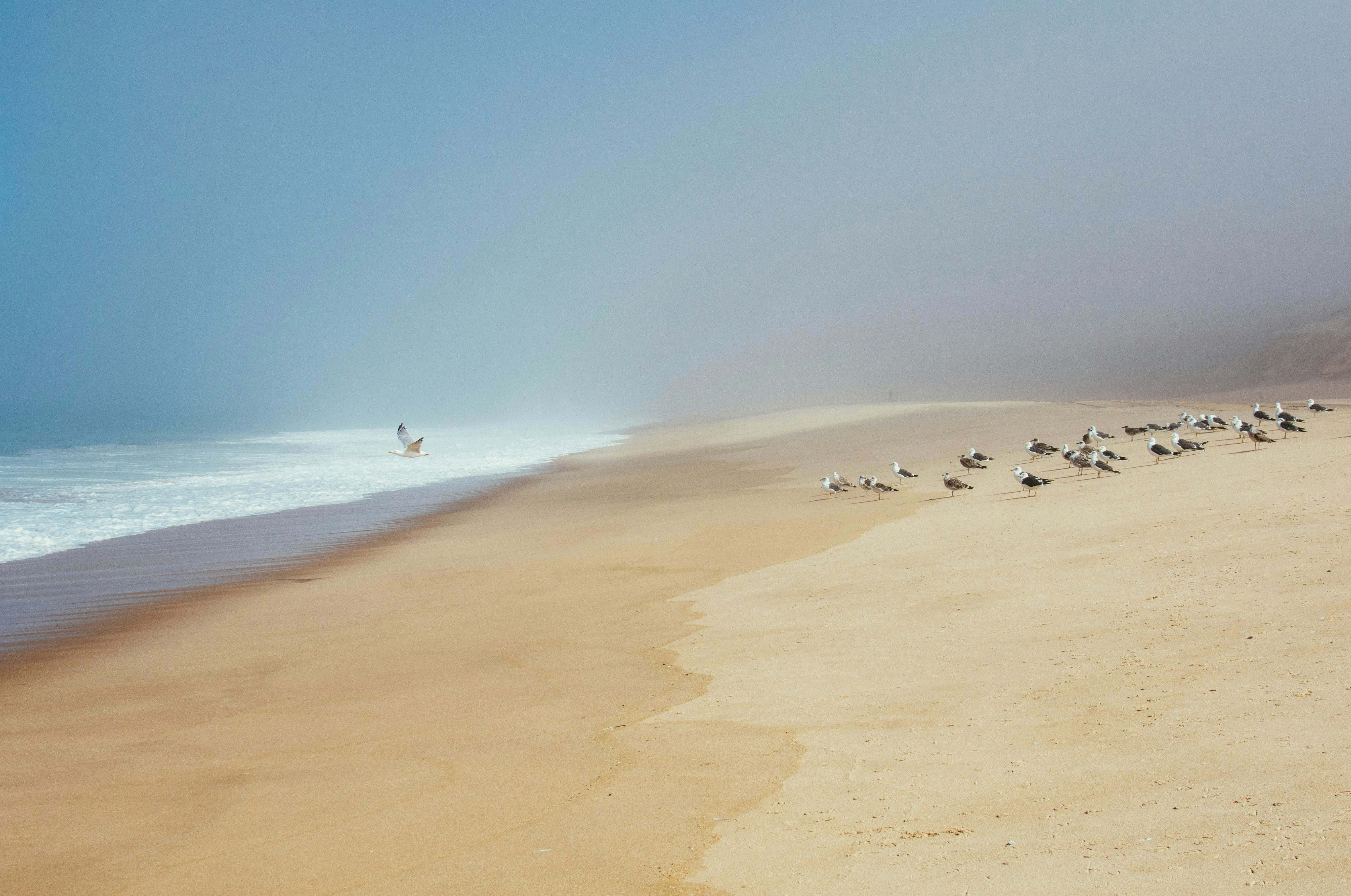 Misty Beige Beach, seagulls, damp golden sand, 5K Desktop Wallpaper
