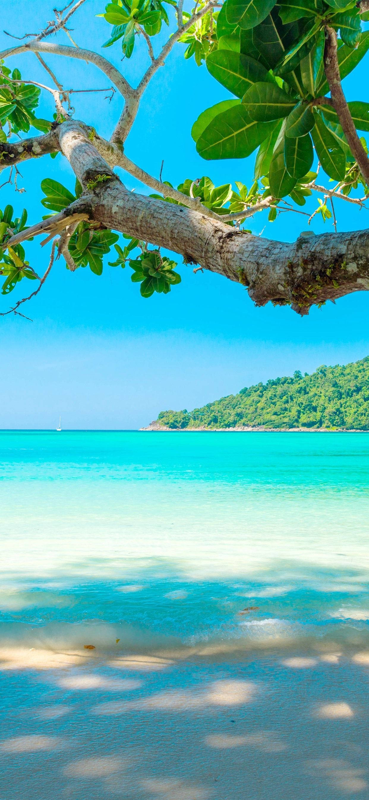 Beach 4K iPhone, tree branch, turquoise waters, 2K Phone Wallpaper