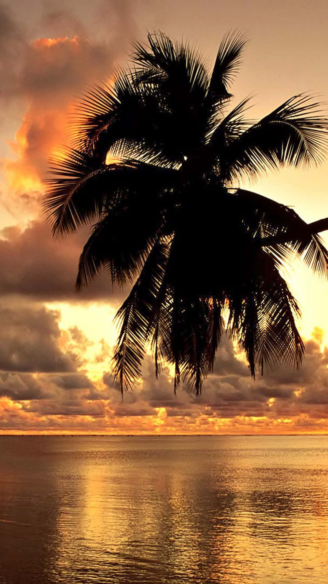 tropical iphone, coconut silhouette, sunset beach, Full HD Phone Wallpaper
