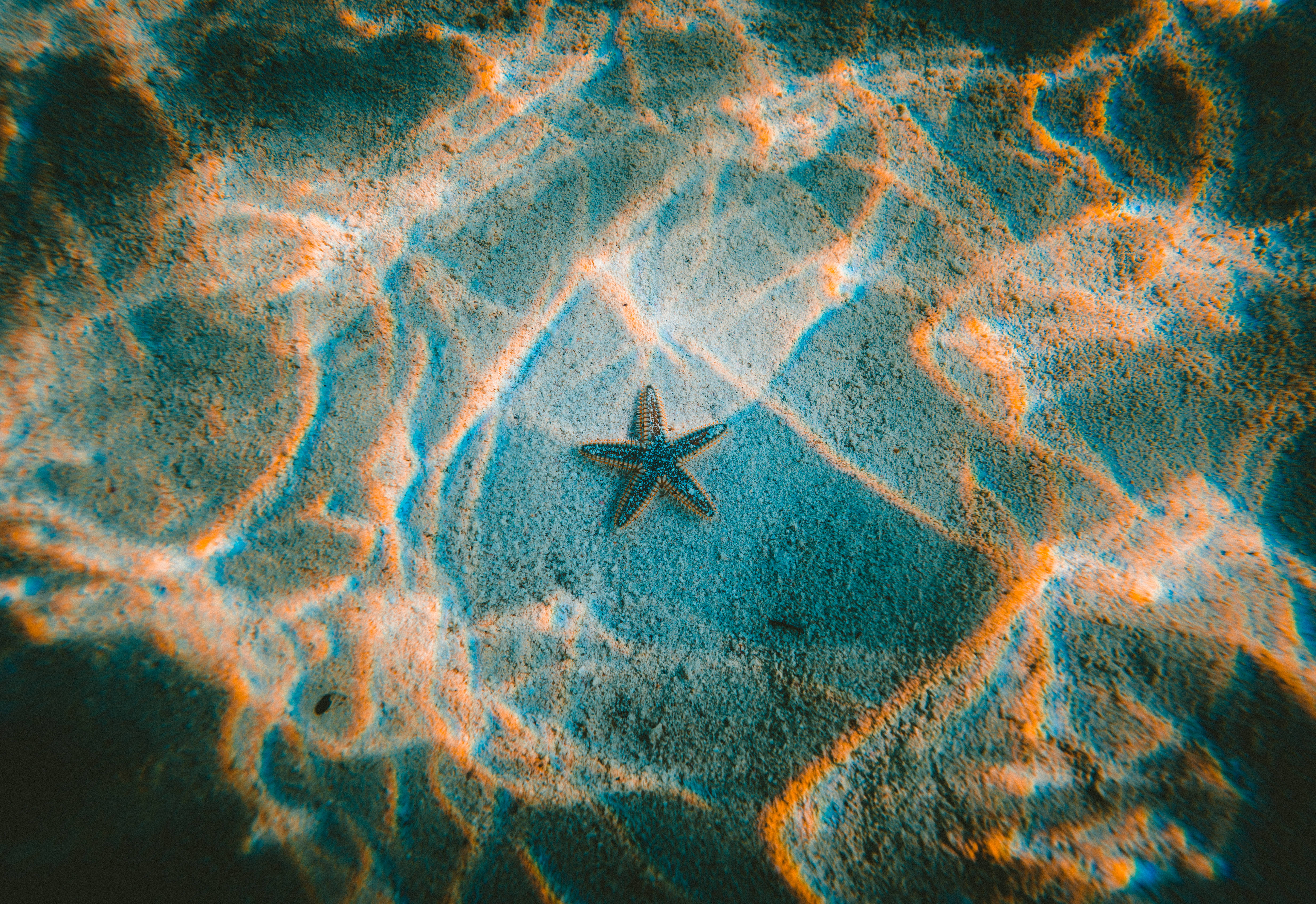 starfish, sandy ocean floor, orange and blue light patterns, 5K Desktop Wallpaper