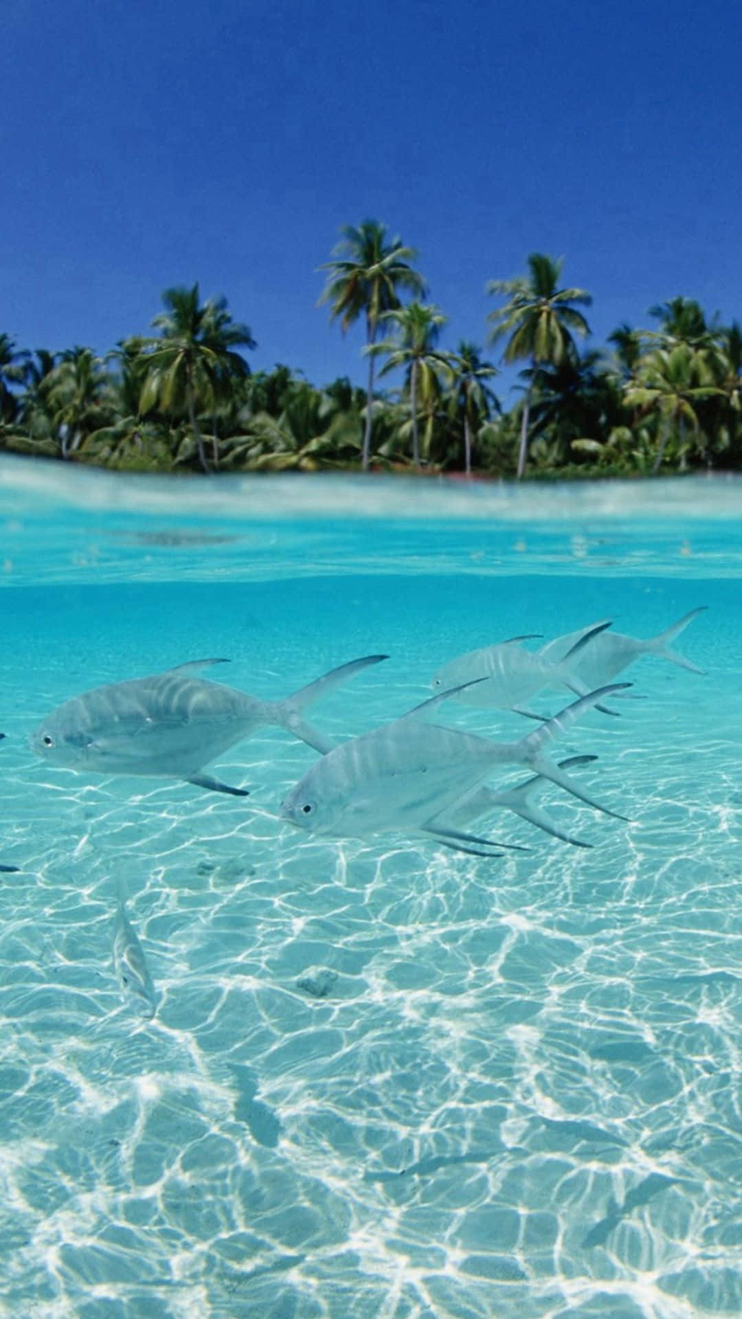 tropical island, palm-fringed, crystal clear turquoise water, Full HD Phone Wallpaper