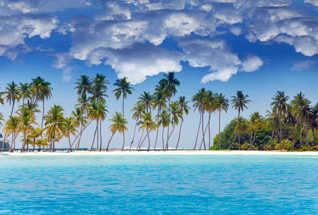 Beach Palm Trees