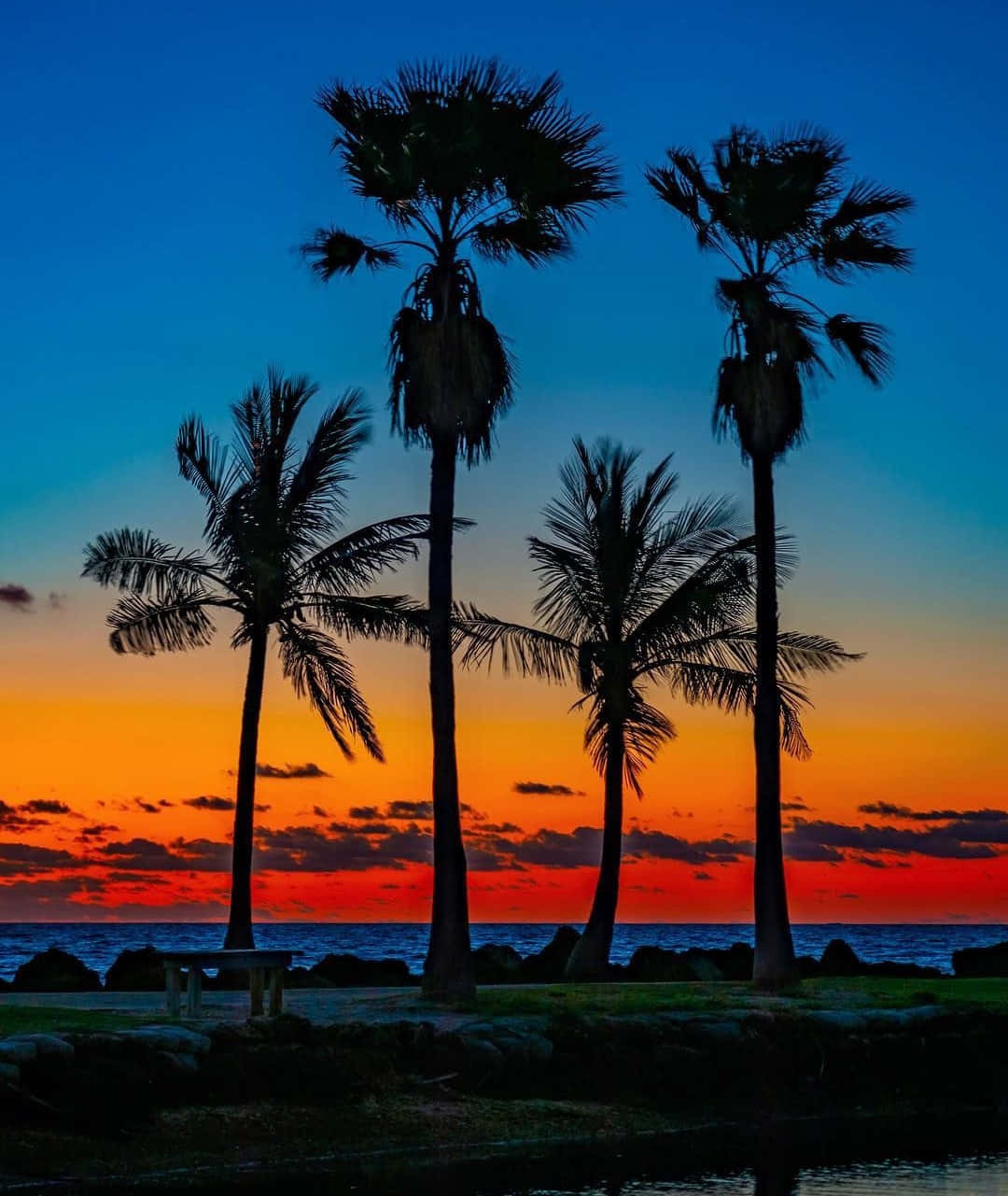 Beach Palm Trees, tropical beach, towering palm trees, HD Phone Wallpaper