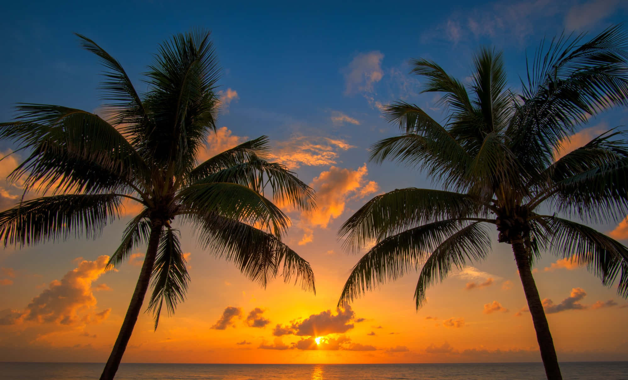 beach palm trees, palm trees, sunset, Full HD Desktop Wallpaper