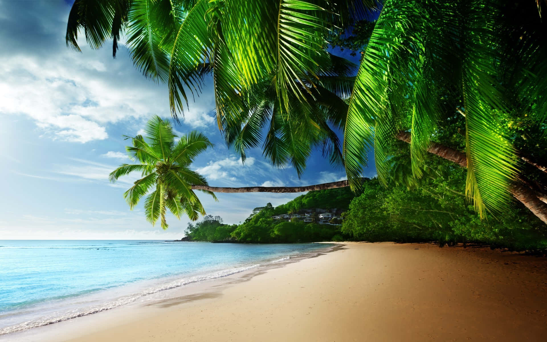 Beach Palm Trees, golden sand, turquoise water, Full HD Desktop Wallpaper