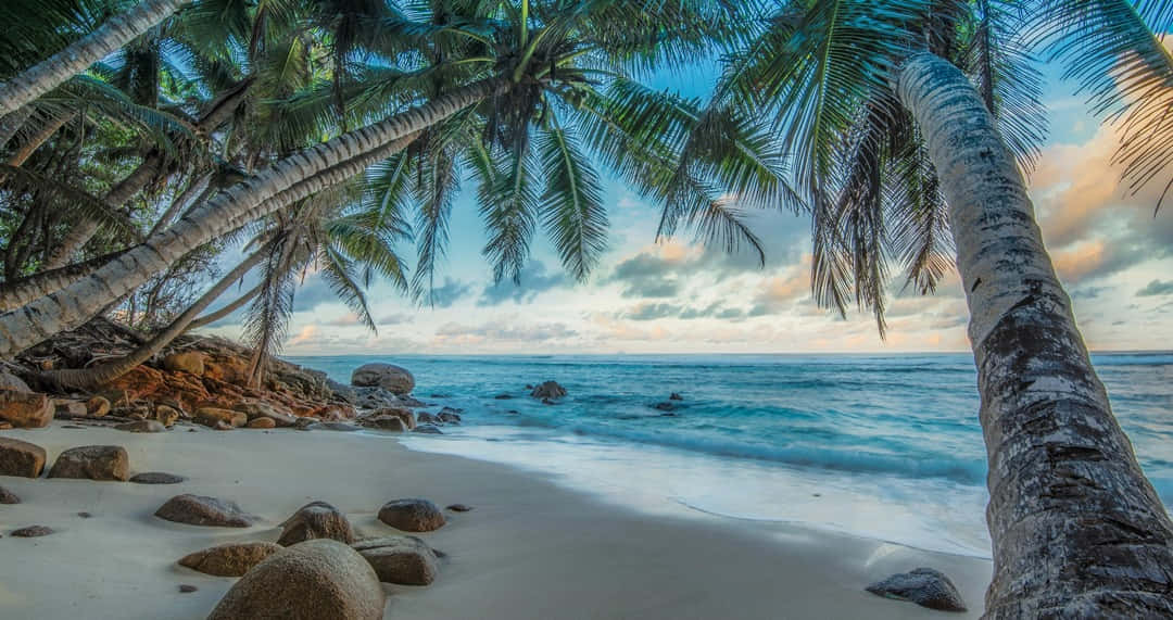 Beach Palm Trees, tropical beach, leaning palm trees, SD Desktop Wallpaper