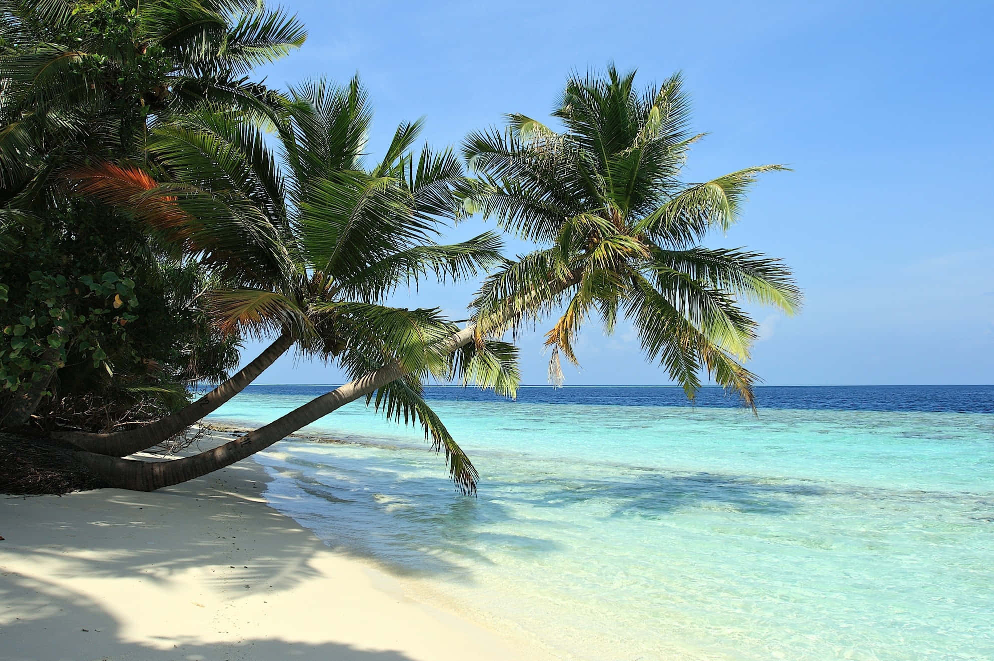 beach palm trees, tropical beach, white sand, Full HD Desktop Wallpaper