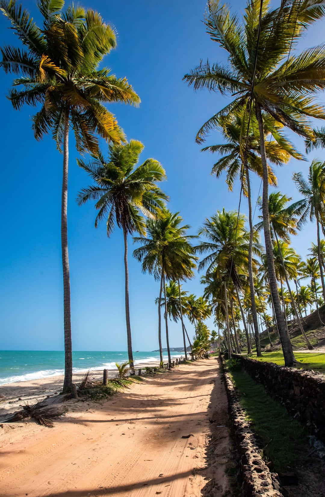 beach palm trees, sandy beach path, clear blue sky, HD Phone Wallpaper