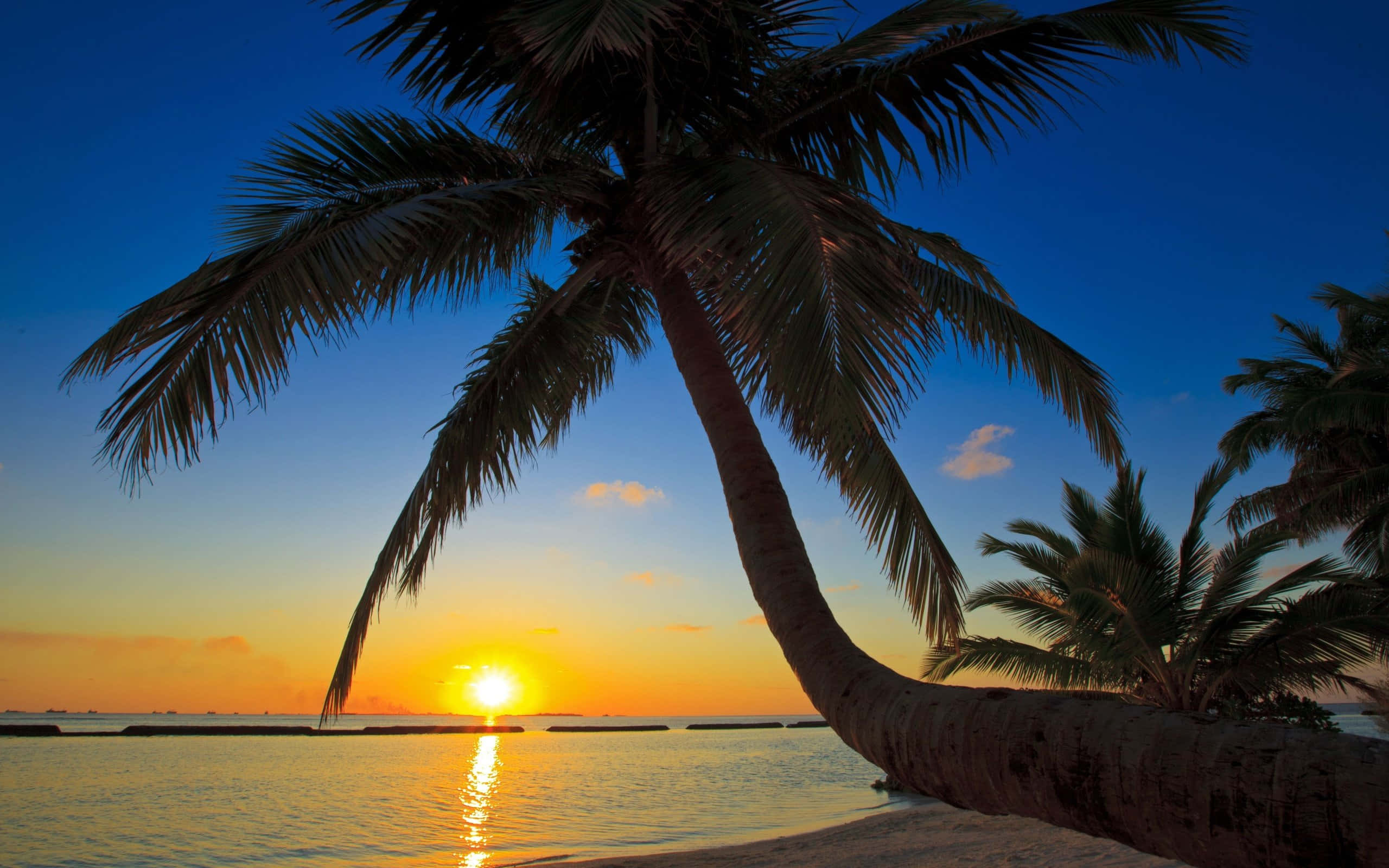 beach palm trees, palm tree, calm waters, 2K Desktop Wallpaper