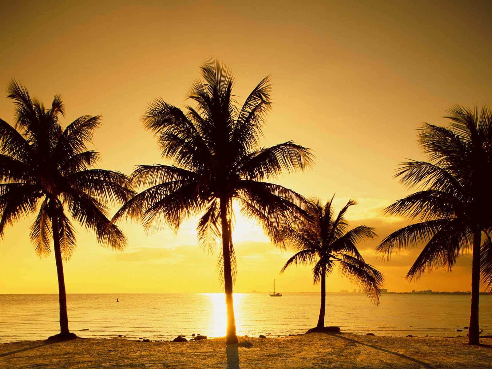 Beach Palm Trees, golden sunset, calm ocean waters, HD Desktop Wallpaper