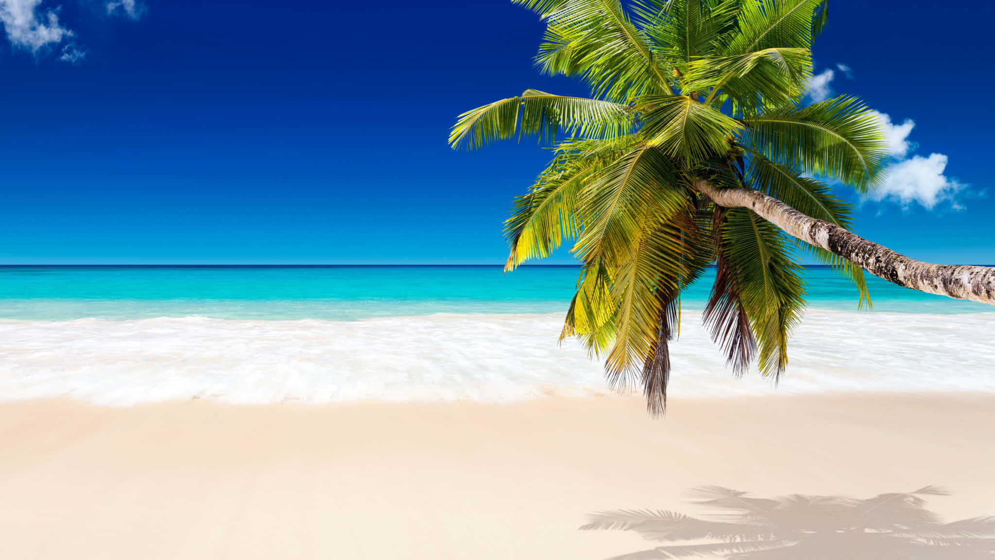 Beach Palm Trees, turquoise waters, white sand, Full HD Desktop Wallpaper