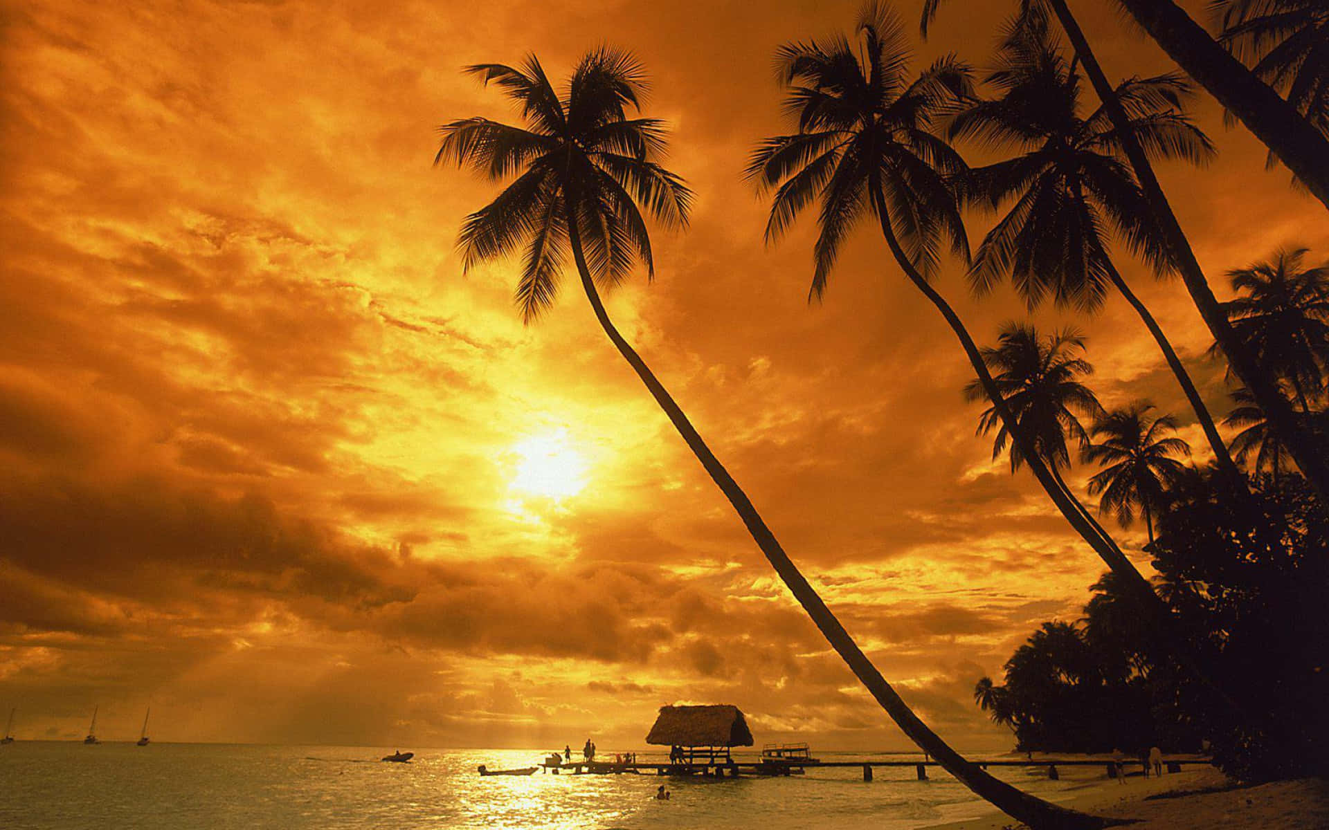 beach palm trees, 1920 x 1200 wallpaper, golden sunset, Full HD Desktop Wallpaper