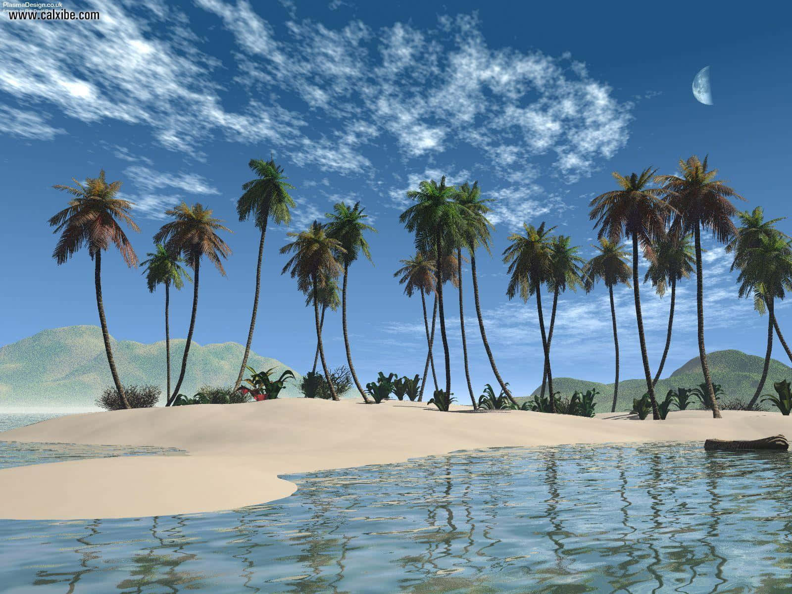 Beach Palm Trees, tropical island, palm trees, HD Desktop Wallpaper