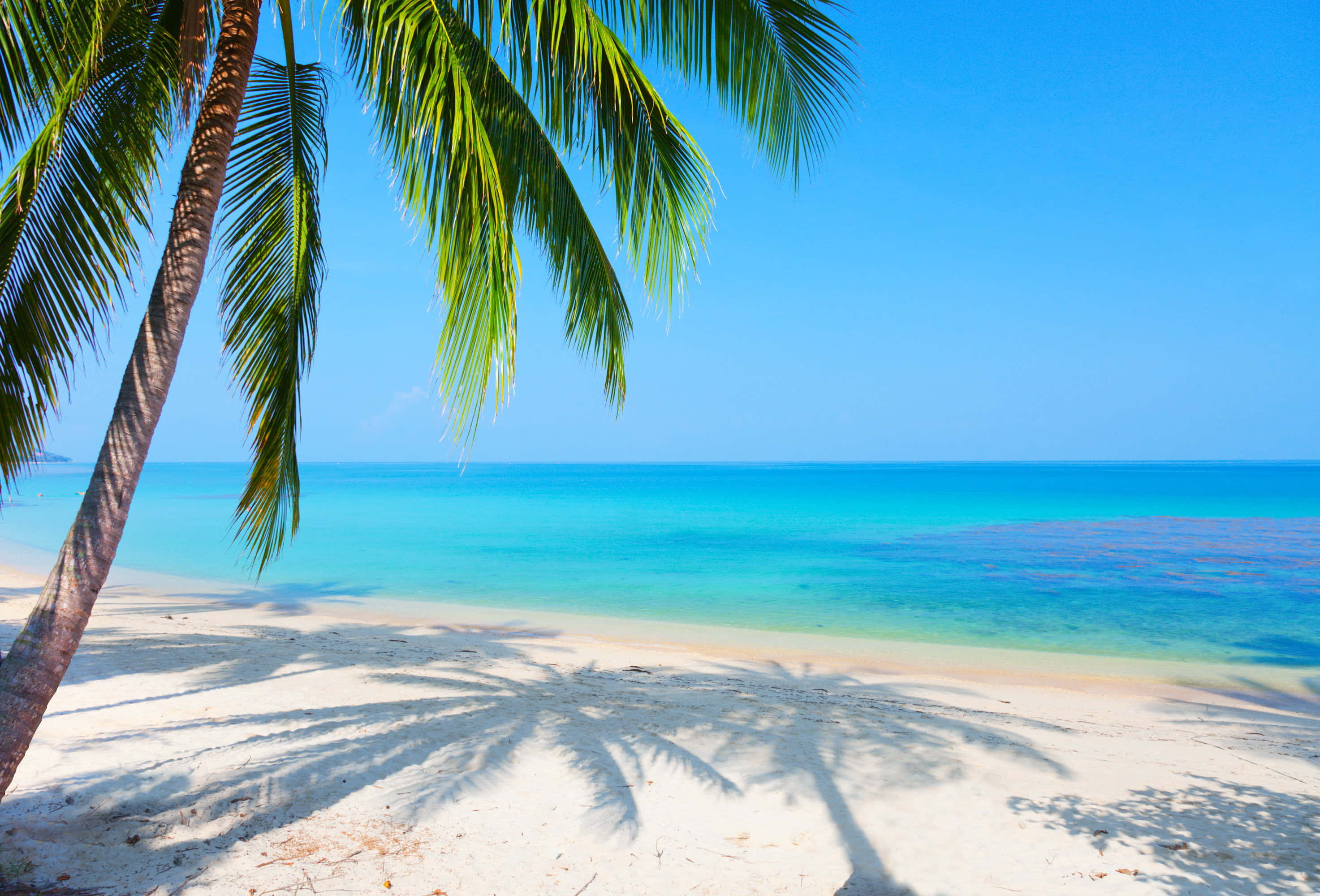 beach palm trees, white sand, clear blue sky, 2K Desktop Wallpaper