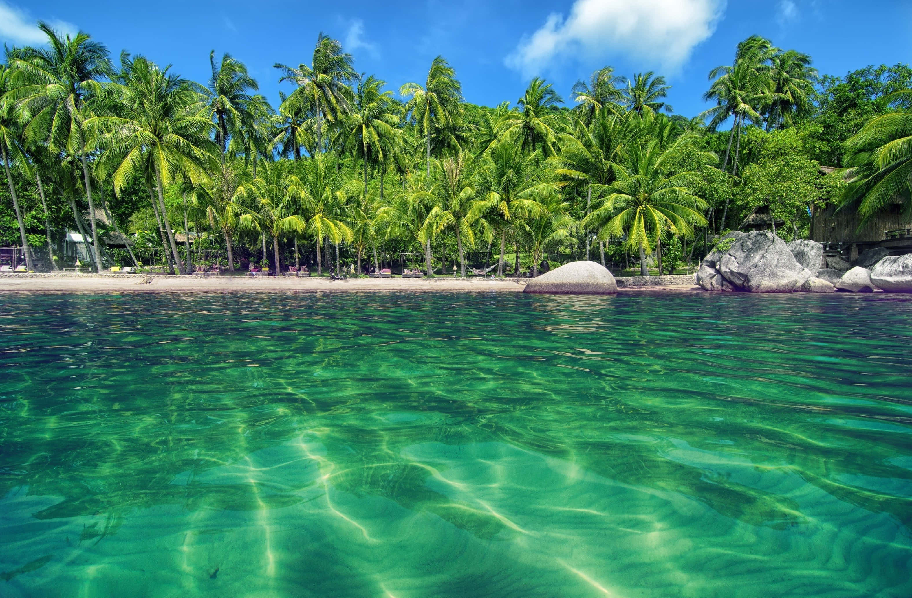 beach palm trees, turquoise water, sandy shore, 2K Desktop Wallpaper