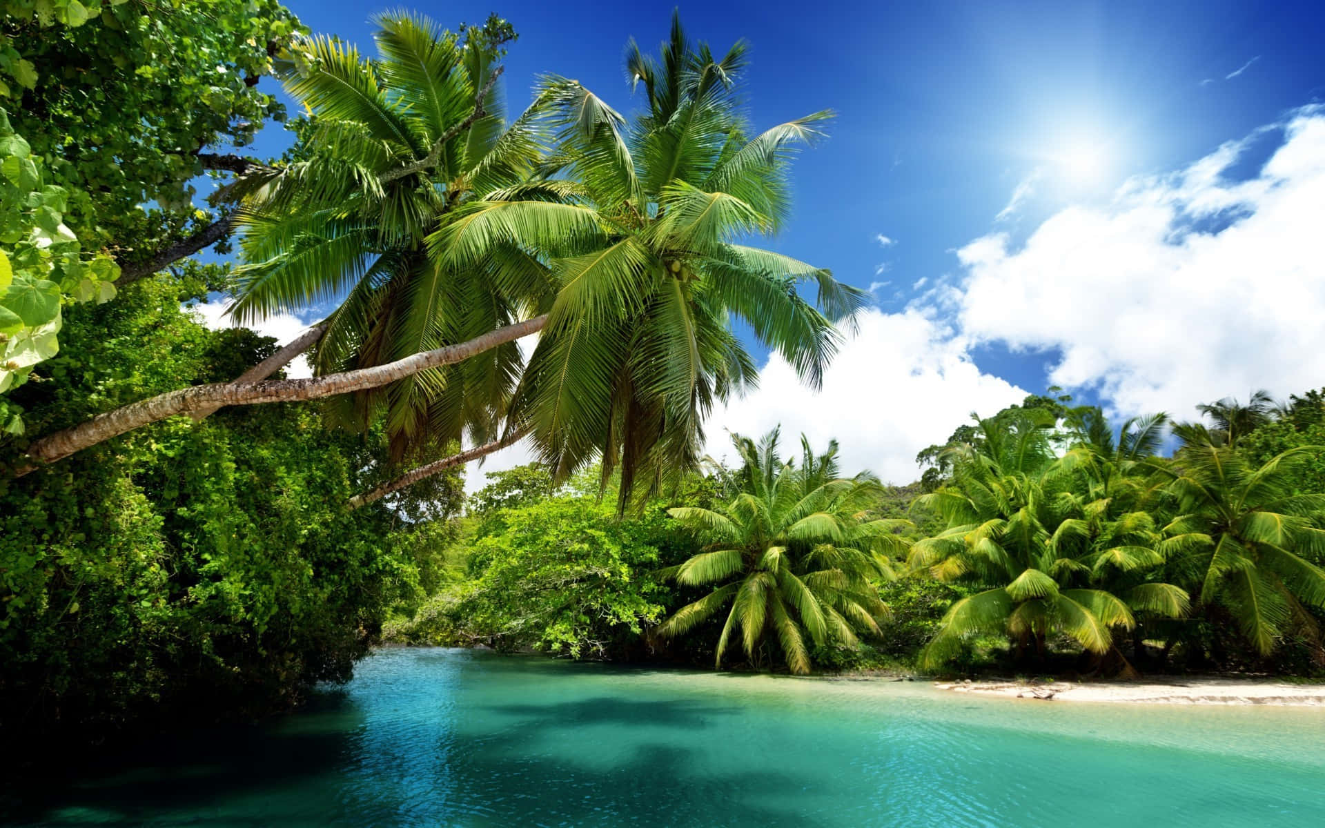 beach palm trees, turquoise waters, lush green palm trees, Full HD Desktop Wallpaper