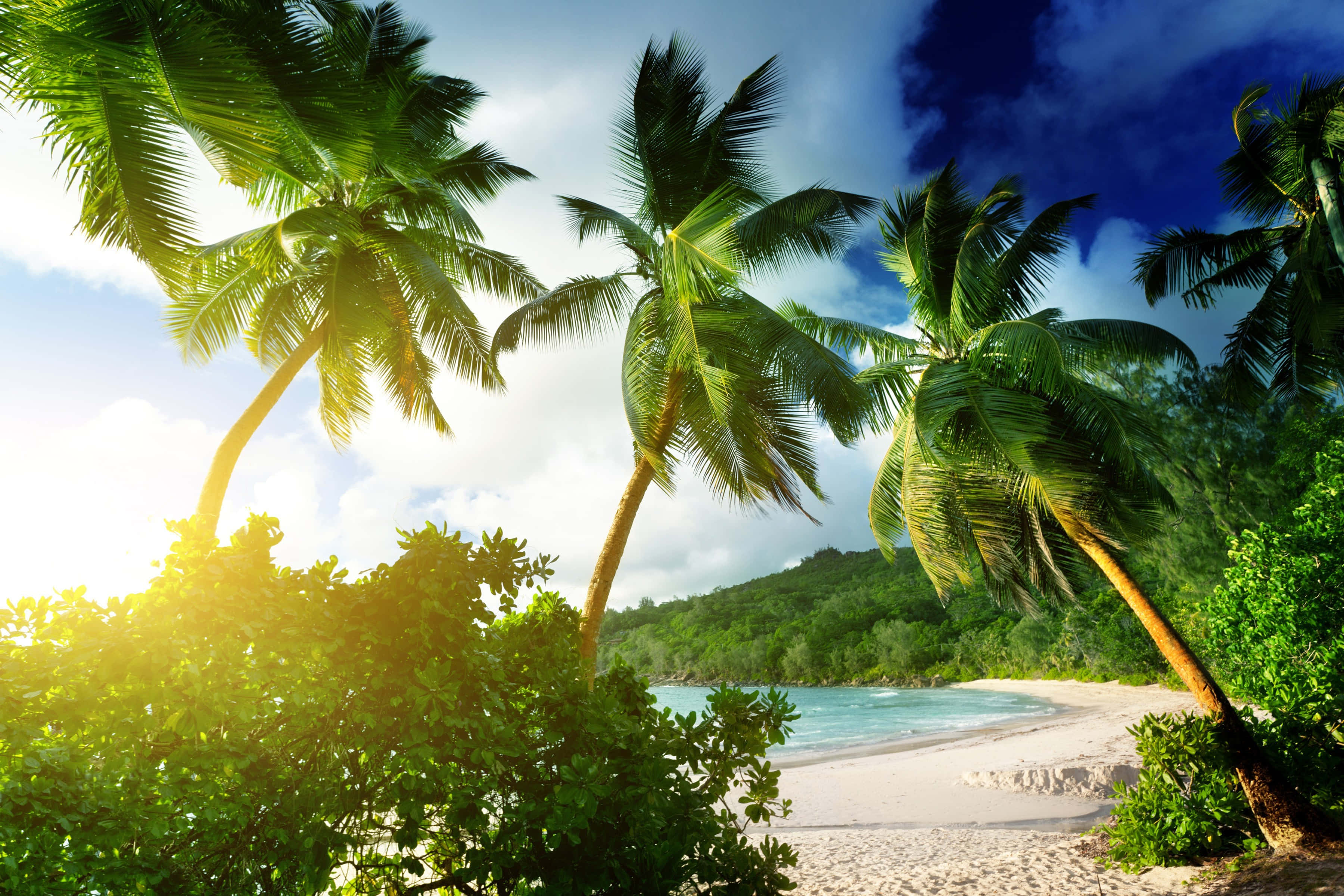 beach palm trees, palm trees, white sandy beach, 2K Desktop Wallpaper