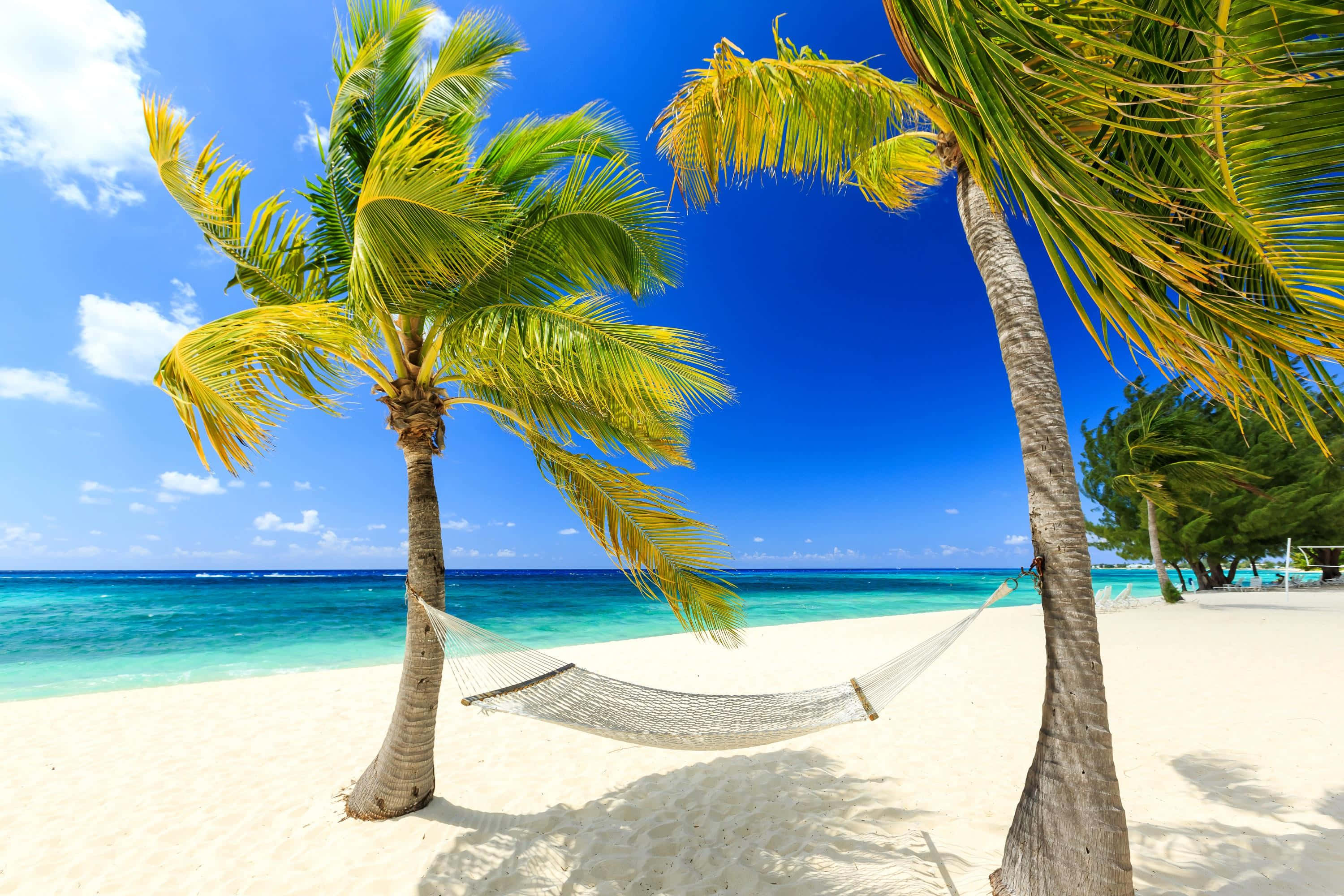 beach palm trees, white hammock, palm trees, 2K Desktop Wallpaper