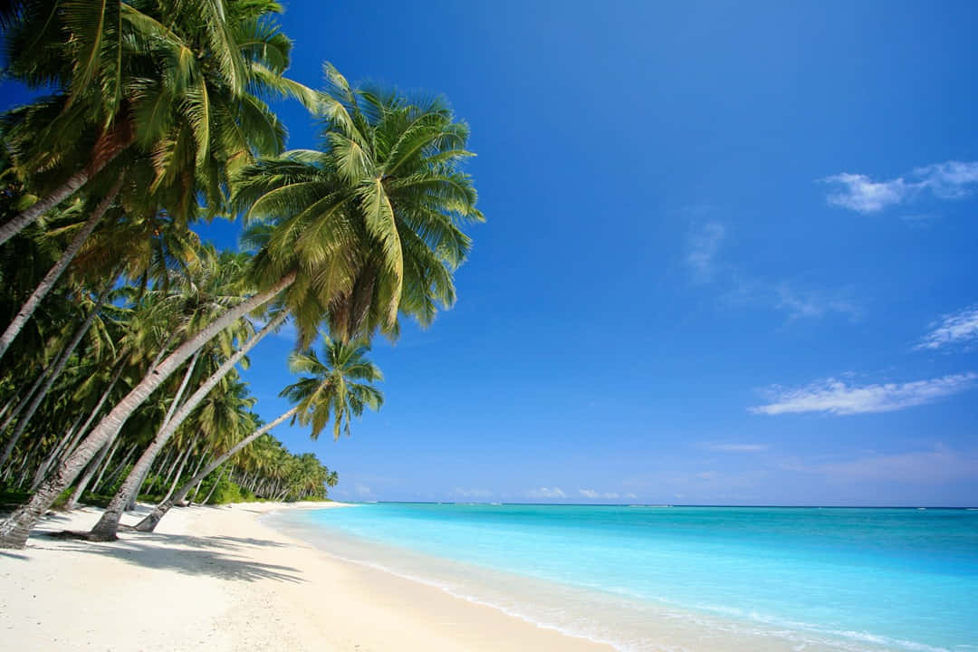 beach palm trees, palm trees, white sand beach, SD Desktop Wallpaper