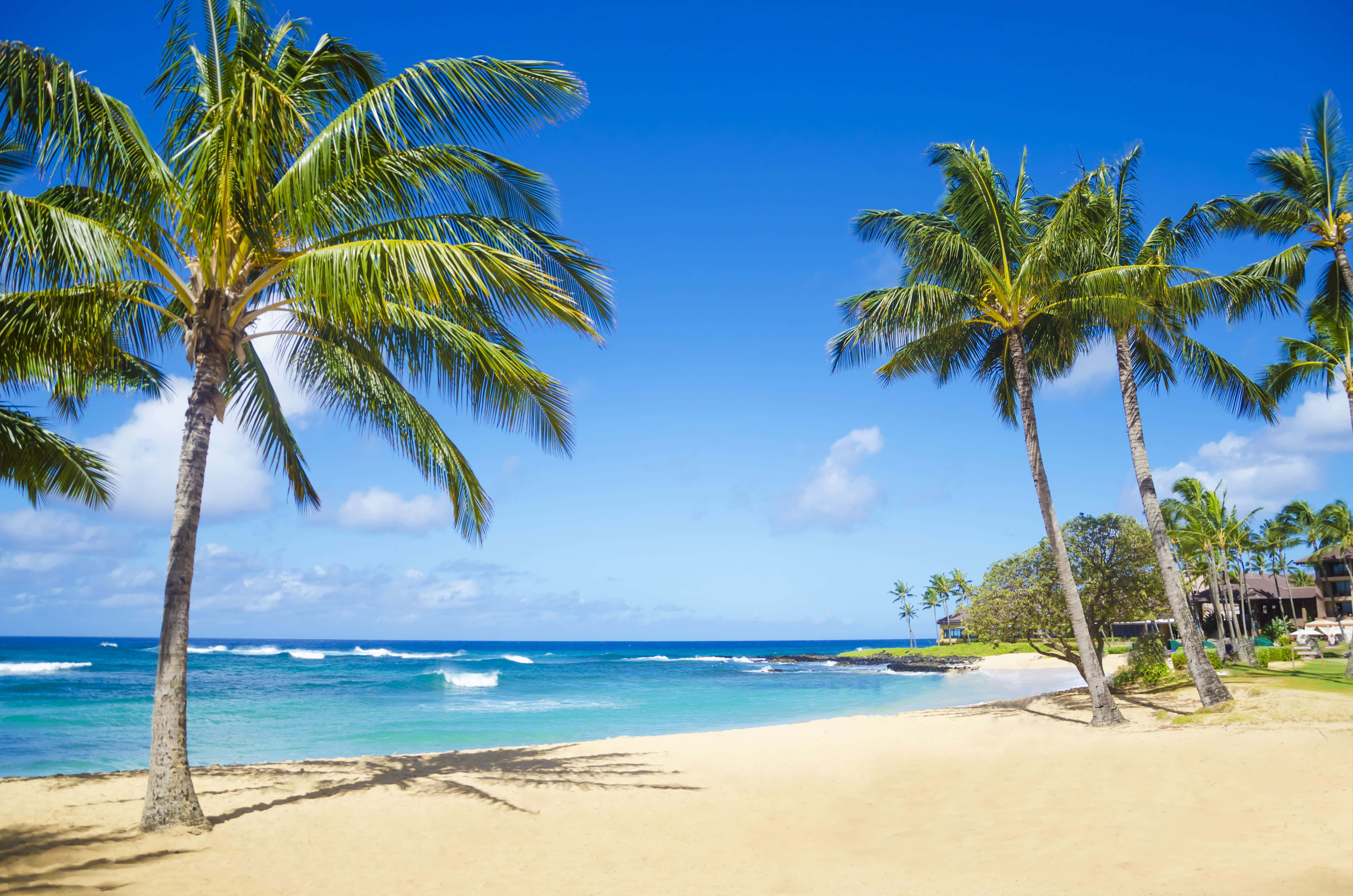 Beach Palm Trees, tropical beach, palm trees, 4K Desktop Wallpaper