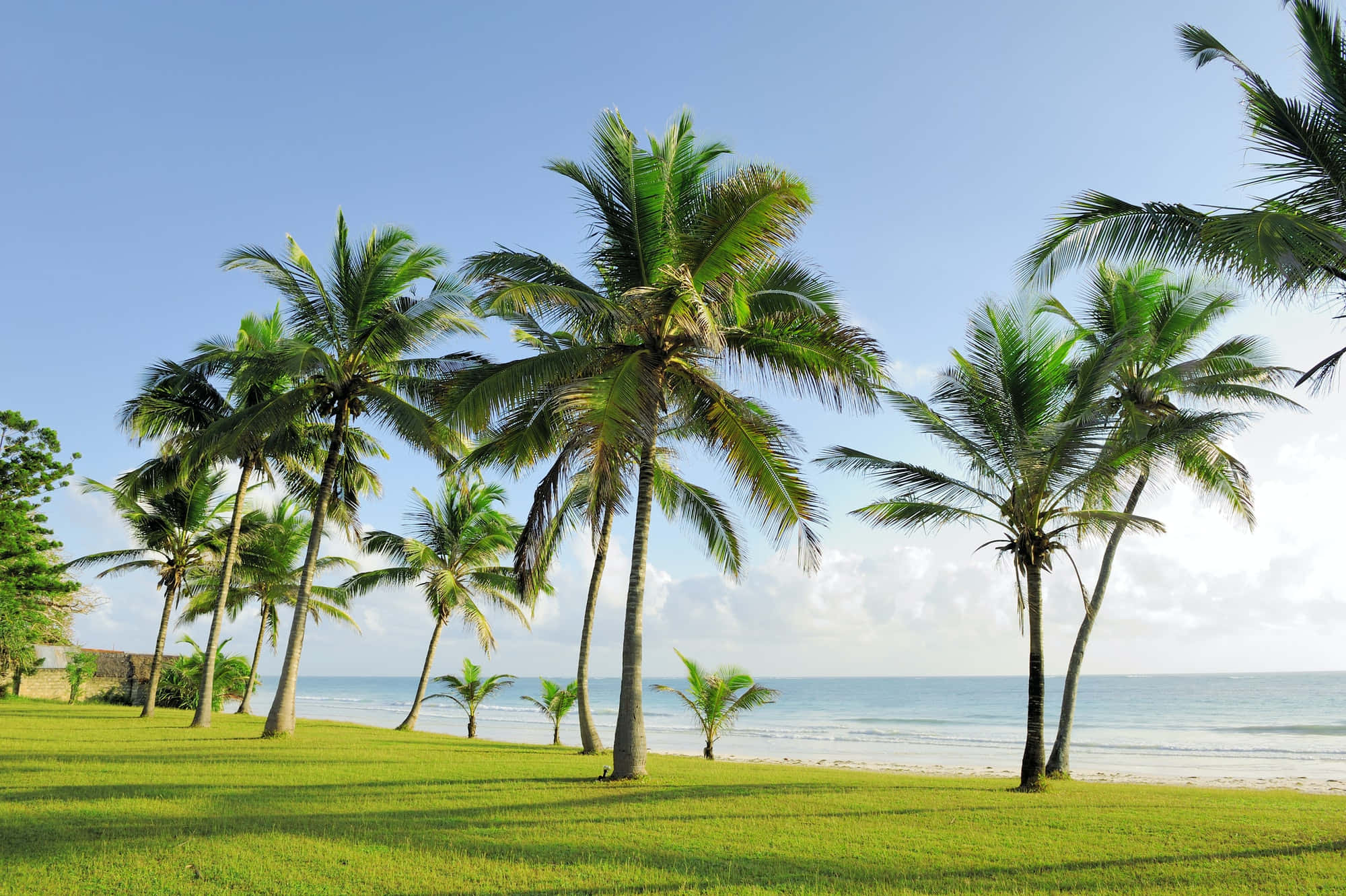 Beach Palm Trees, 2000 x 1331, tall palm trees, Full HD Desktop Wallpaper