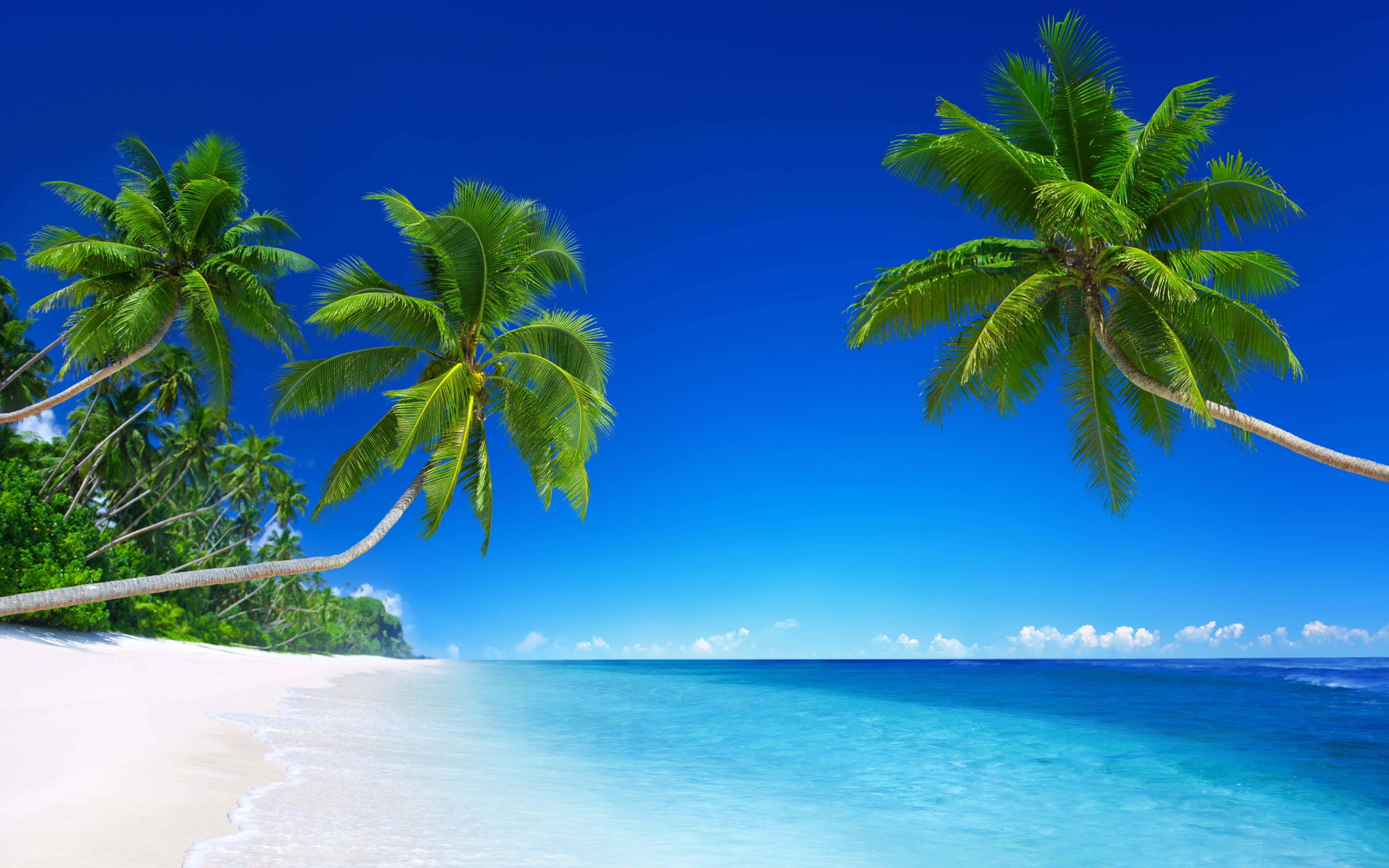beach palm trees, white sand, turquoise water, 5K Desktop Wallpaper