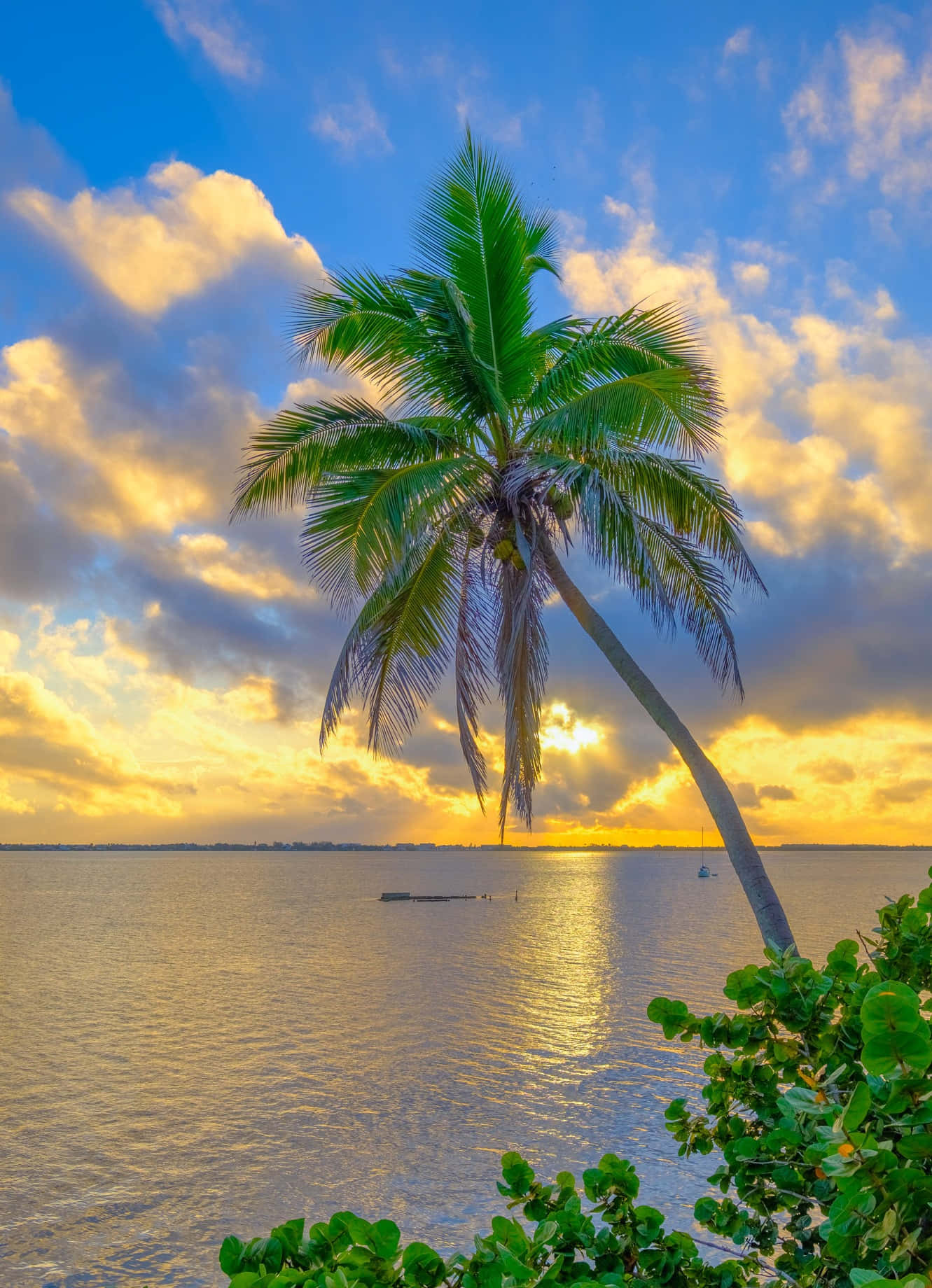Beach Palm Trees, sunset, calm waters, HD Phone Wallpaper