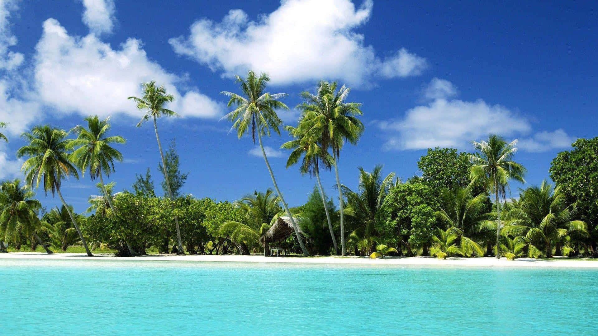 beach palm trees, turquoise waters, white sand, Full HD Desktop Wallpaper