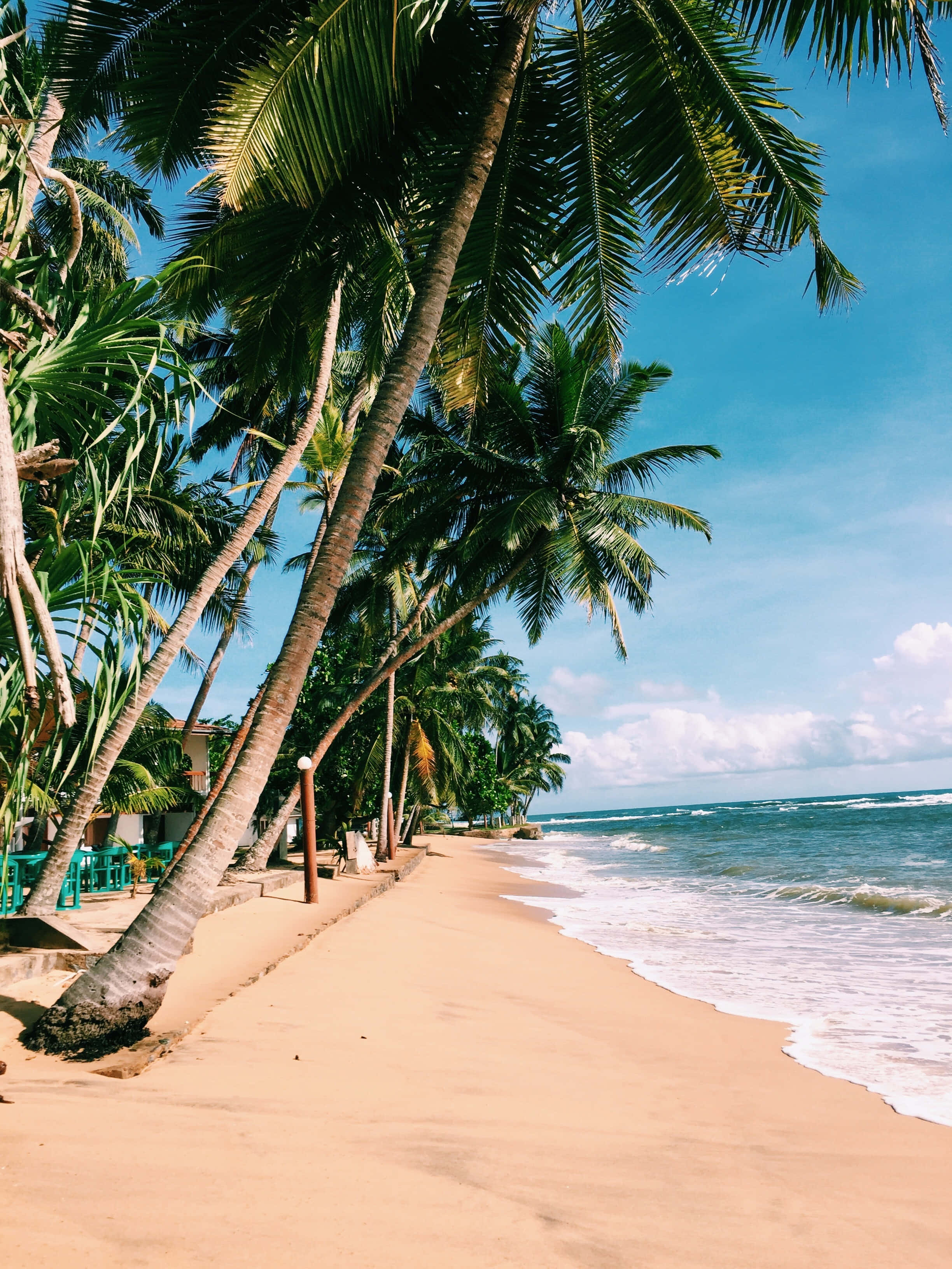 beach palm trees, golden sand, turquoise ocean, 2K Phone Wallpaper
