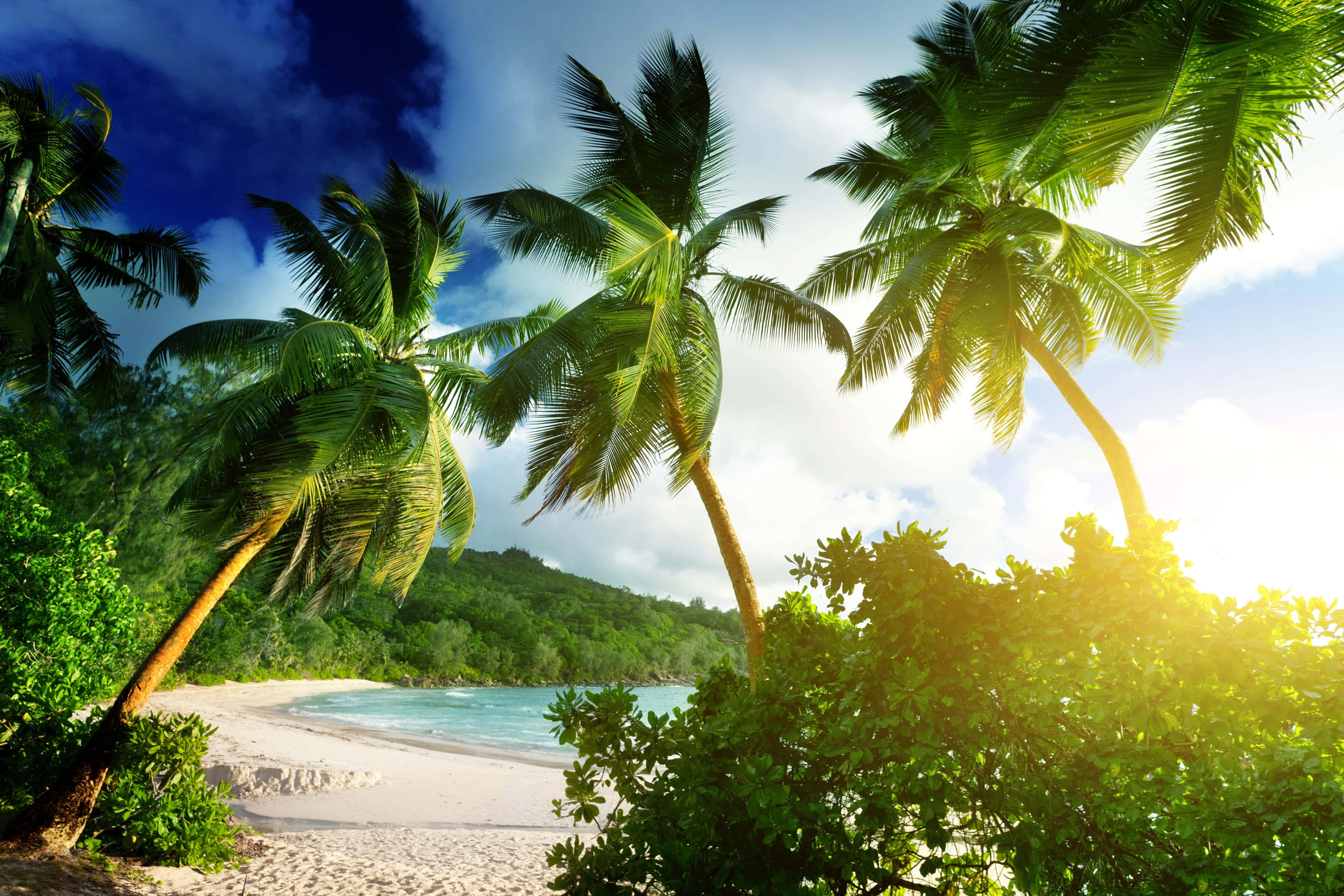 beach palm trees, palm trees, white sandy beach, 2K Desktop Wallpaper
