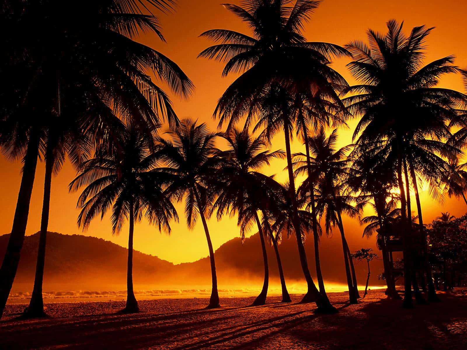 Beach Palm Trees, fiery orange sunset, misty tropical beach, HD Desktop Wallpaper
