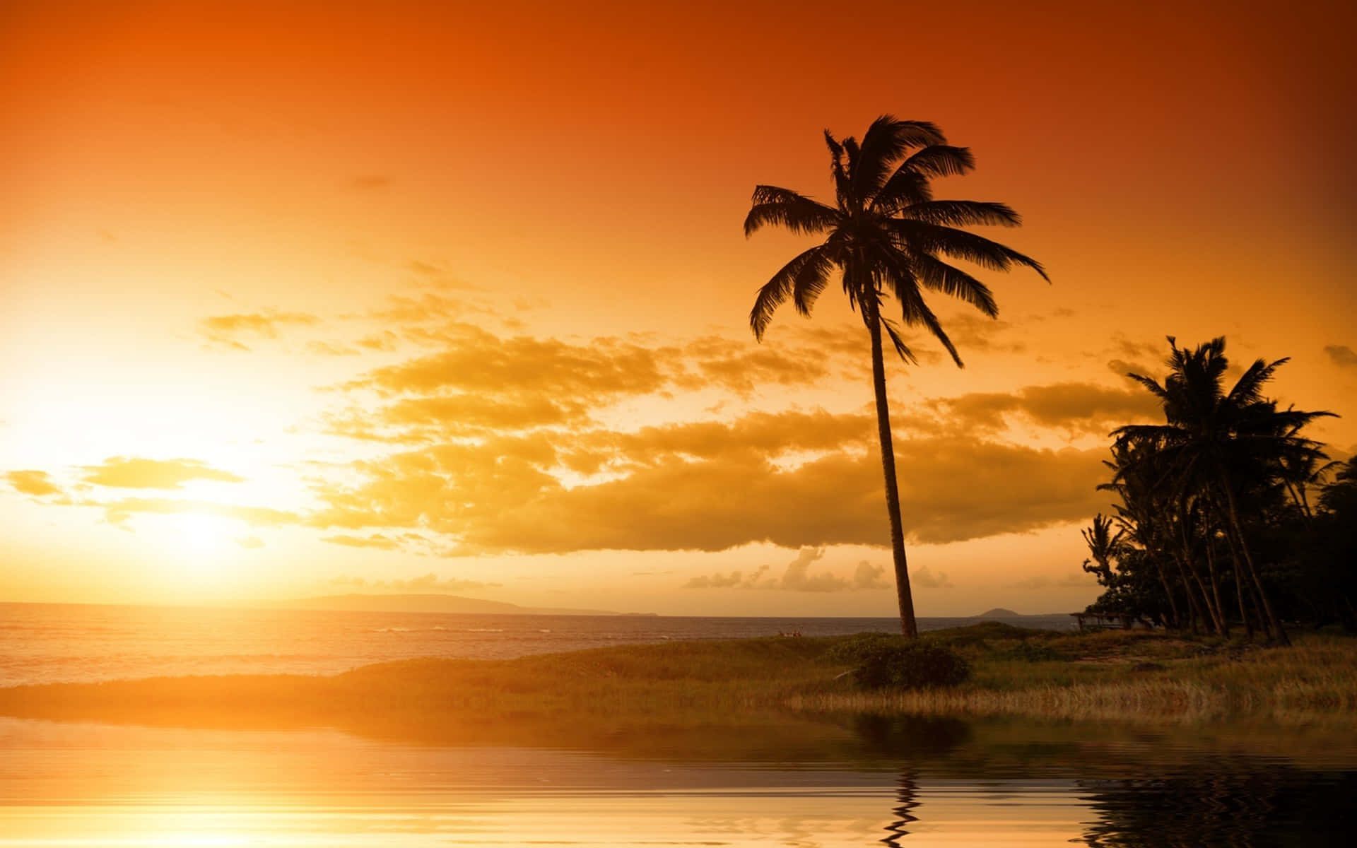 beach palm trees, lone palm tree, fiery orange sunset, Full HD Desktop Wallpaper