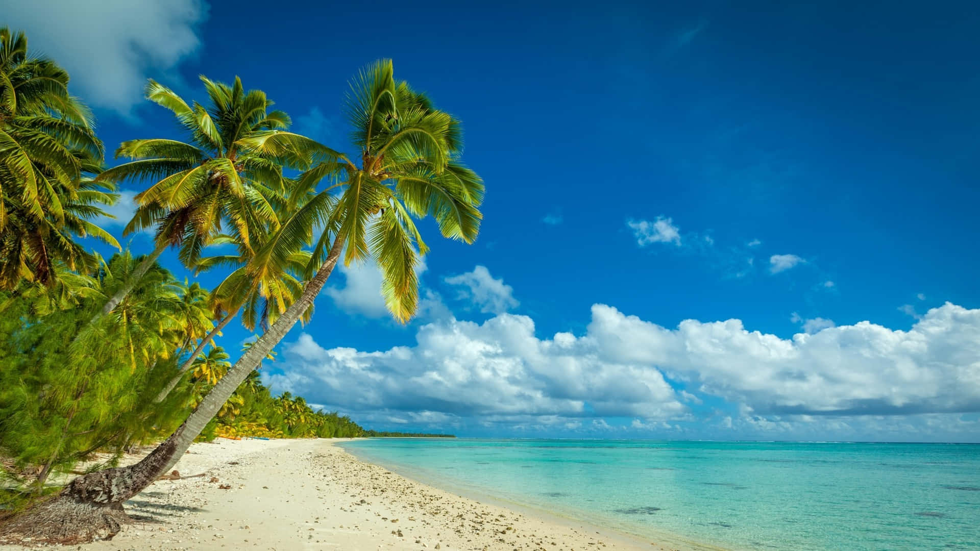 beach palm trees, white sand, bright blue sky, Full HD Desktop Wallpaper