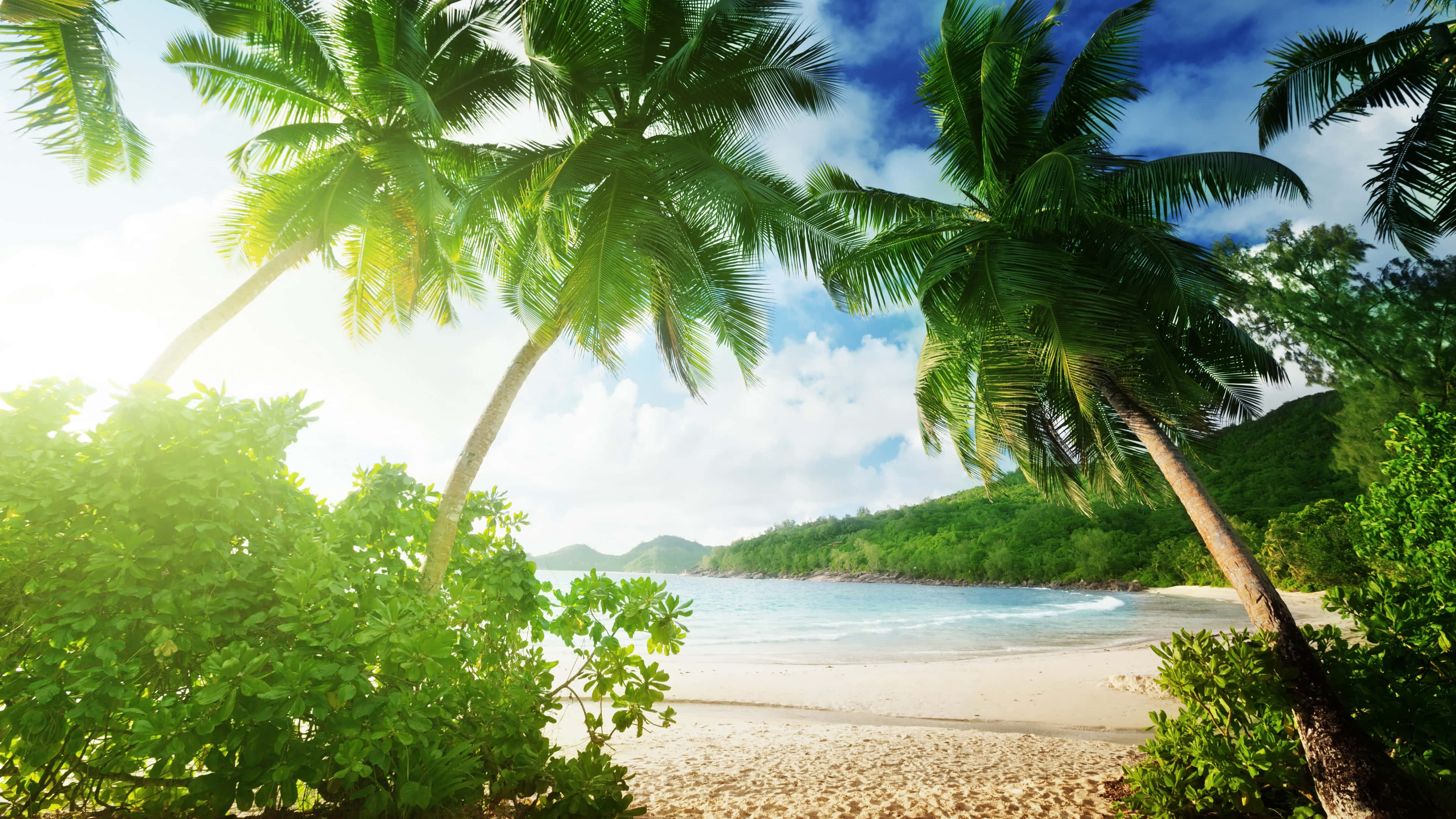 beach palm trees, tropical beach, palm trees, 4K Desktop Wallpaper
