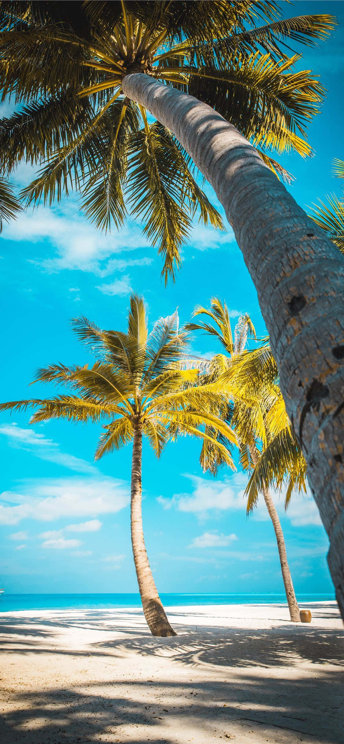 palm tree beach, pristine white sand, vibrant blue sky, Full HD Phone Wallpaper