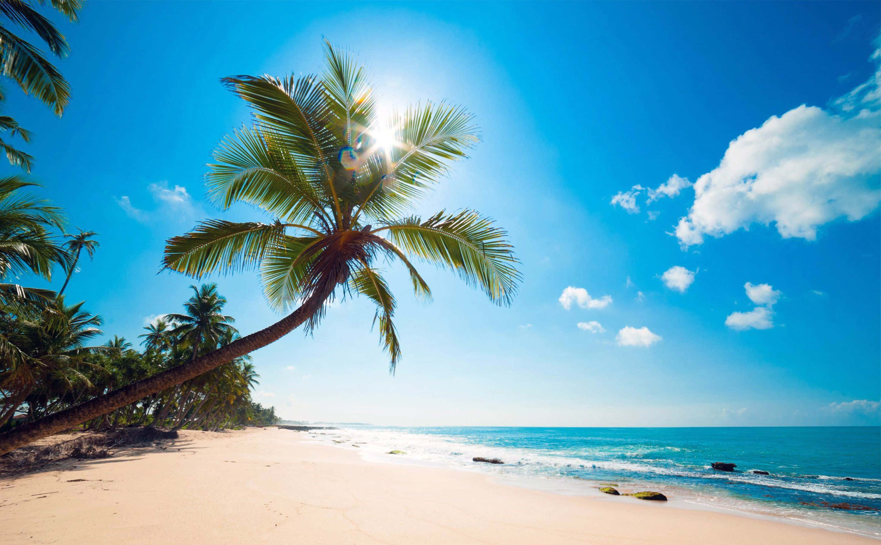 palm tree, sandy beach, turquoise waves, 2K Desktop Wallpaper