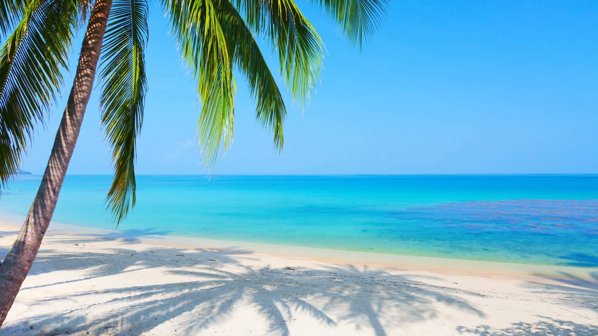 palm tree, beach, turquoise waters, Full HD Desktop Wallpaper