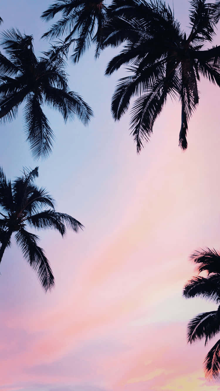 aesthetic palm tree, beach, silhouetted palm fronds, HD Phone Wallpaper