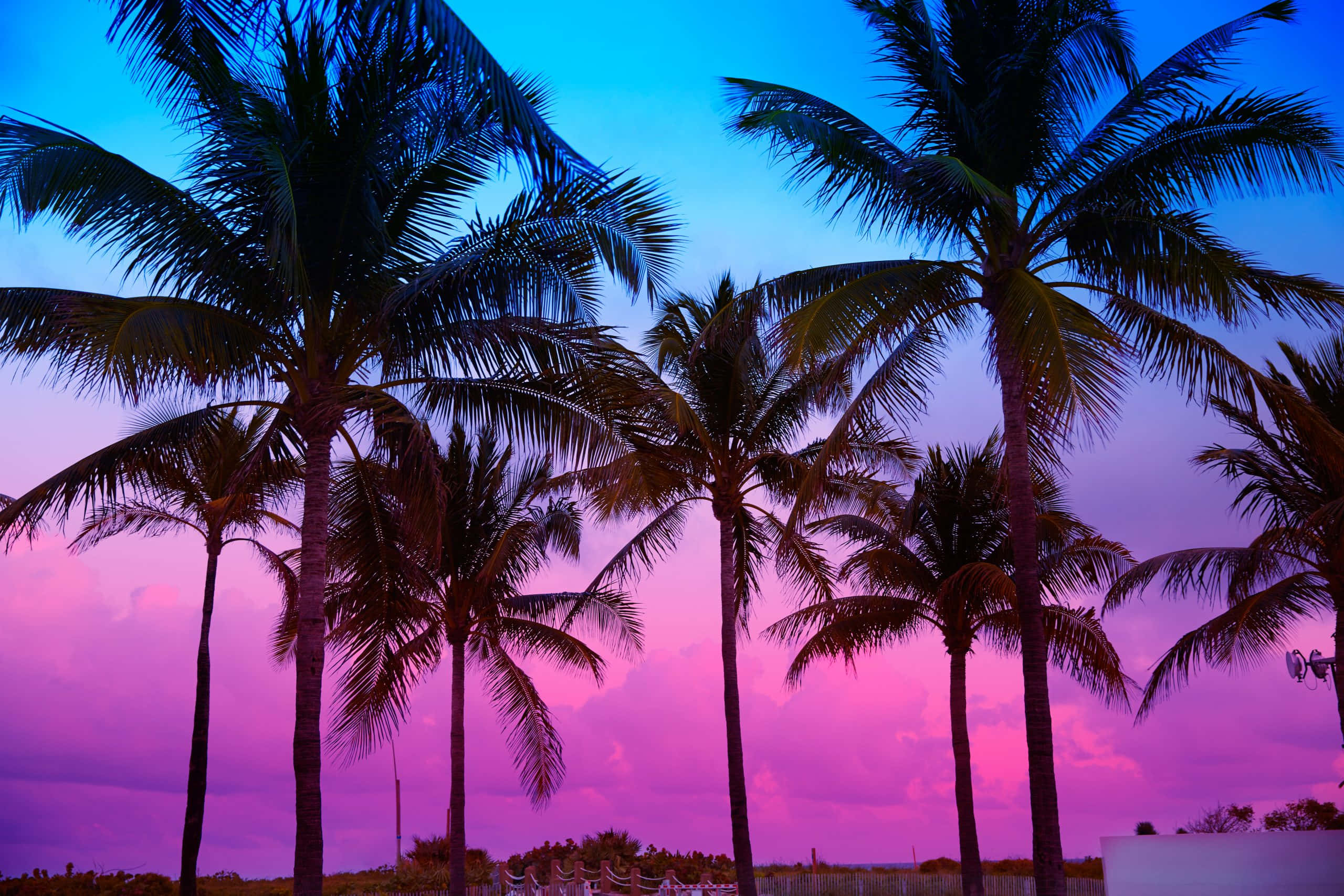 beach palm trees, twilight sky, electric pink, 2K Desktop Wallpaper