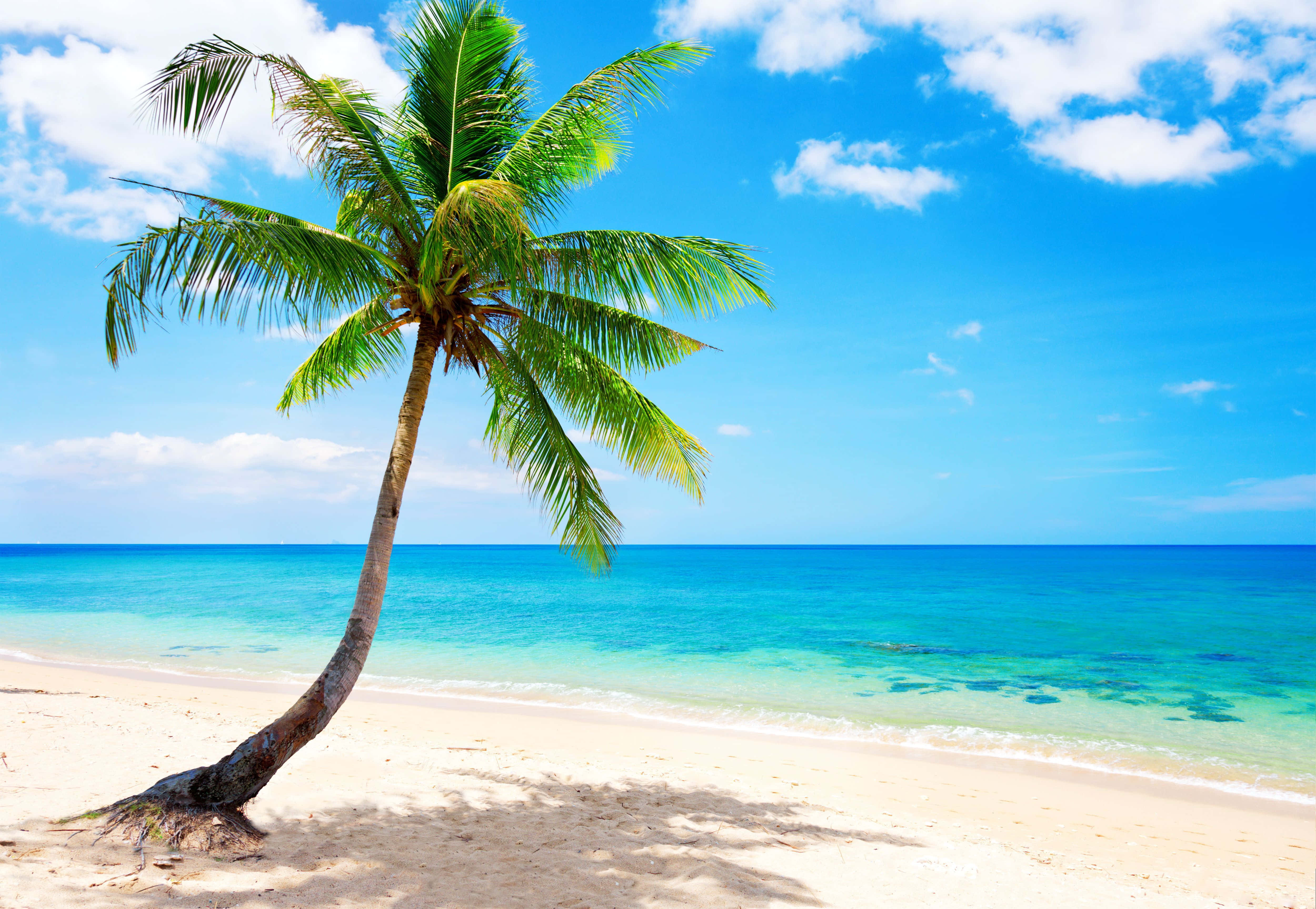palm trees, beach, white sand beach, 4K Desktop Wallpaper