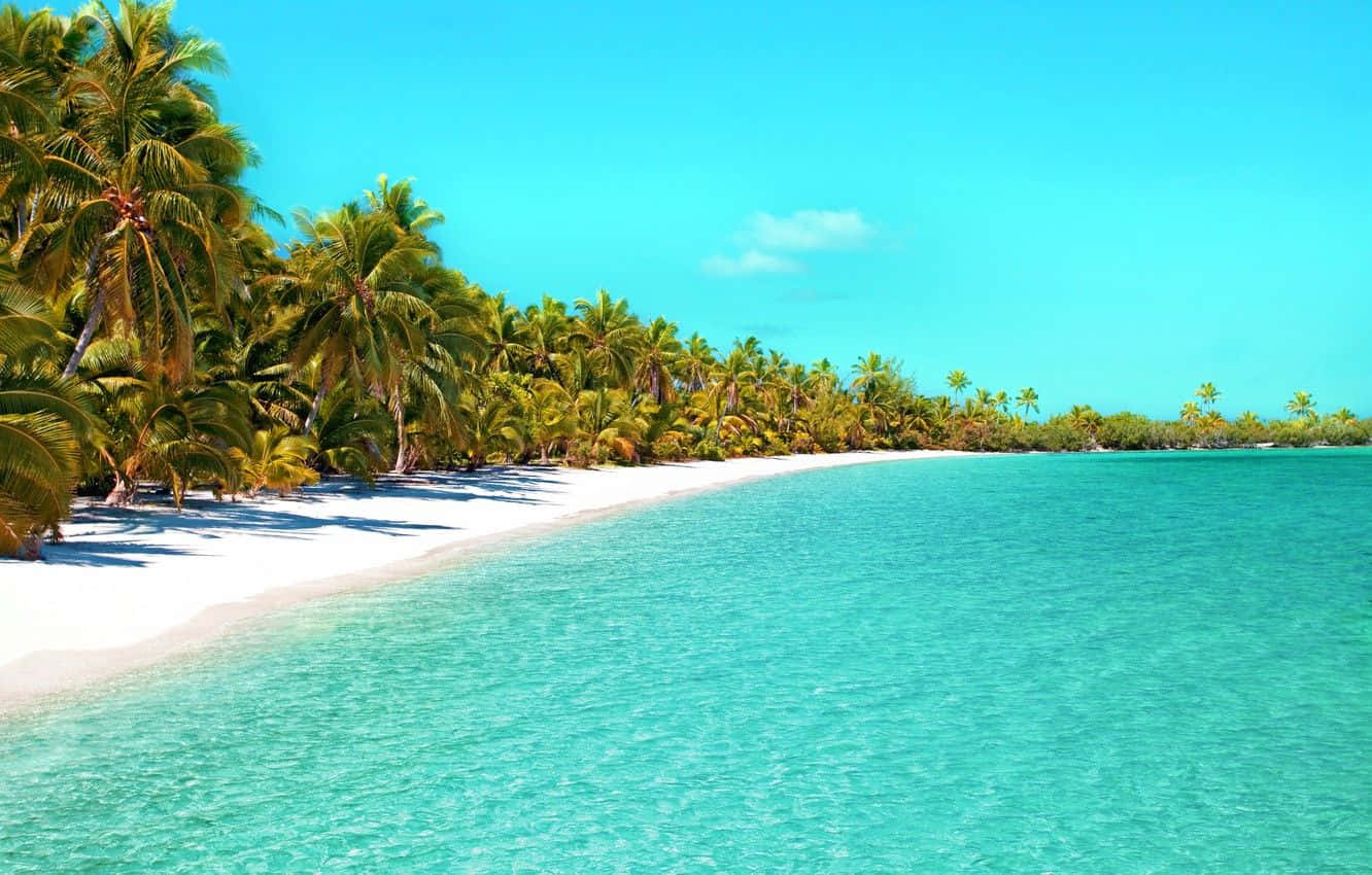 palm tree beach, white sand, turquoise water, HD Desktop Wallpaper
