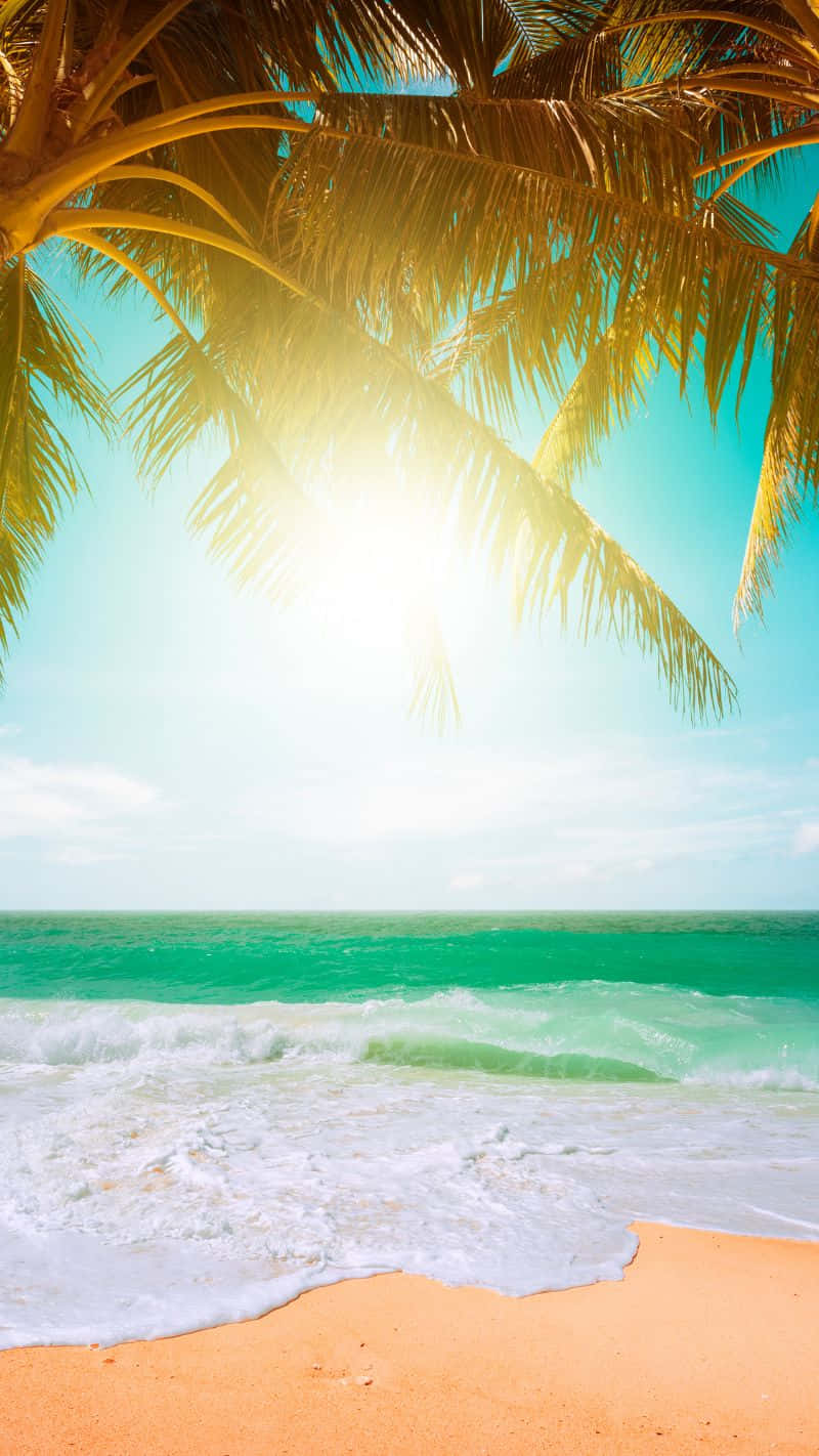 Tropical Beach Sunshine Palm, golden palm fronds, bright sun, HD Phone Wallpaper