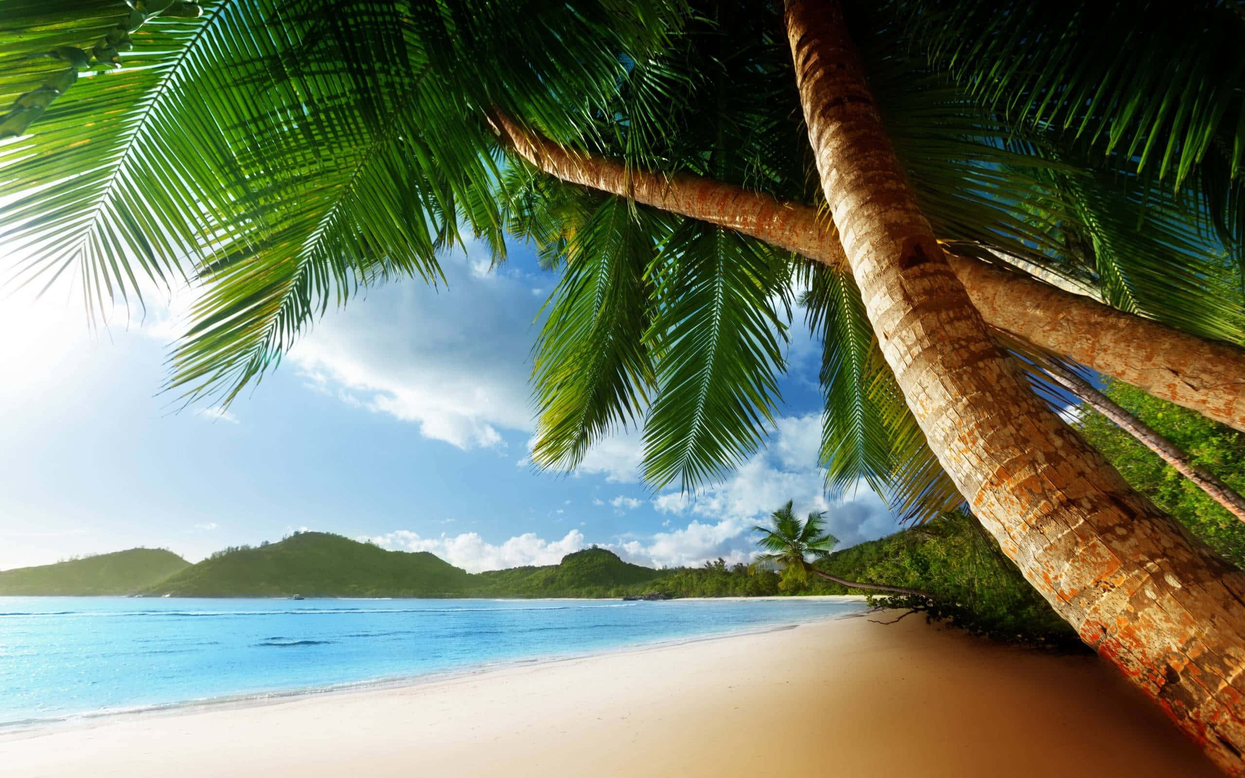 beach palm trees, palm trees, white sand beach, 2K Desktop Wallpaper