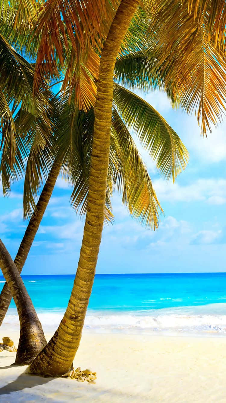 palm trees, sandy beach, pristine white sand, HD Phone Wallpaper
