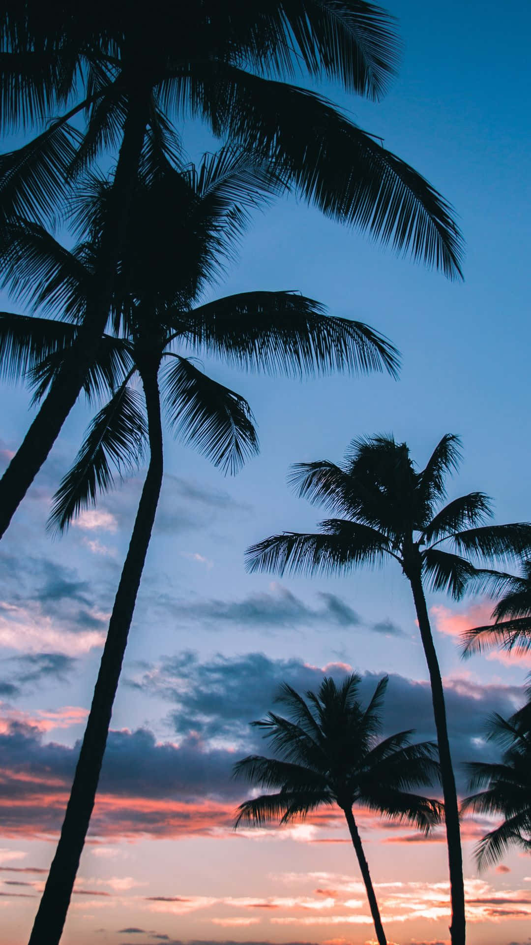 palm trees, sunset, twilight sky, Full HD Phone Wallpaper