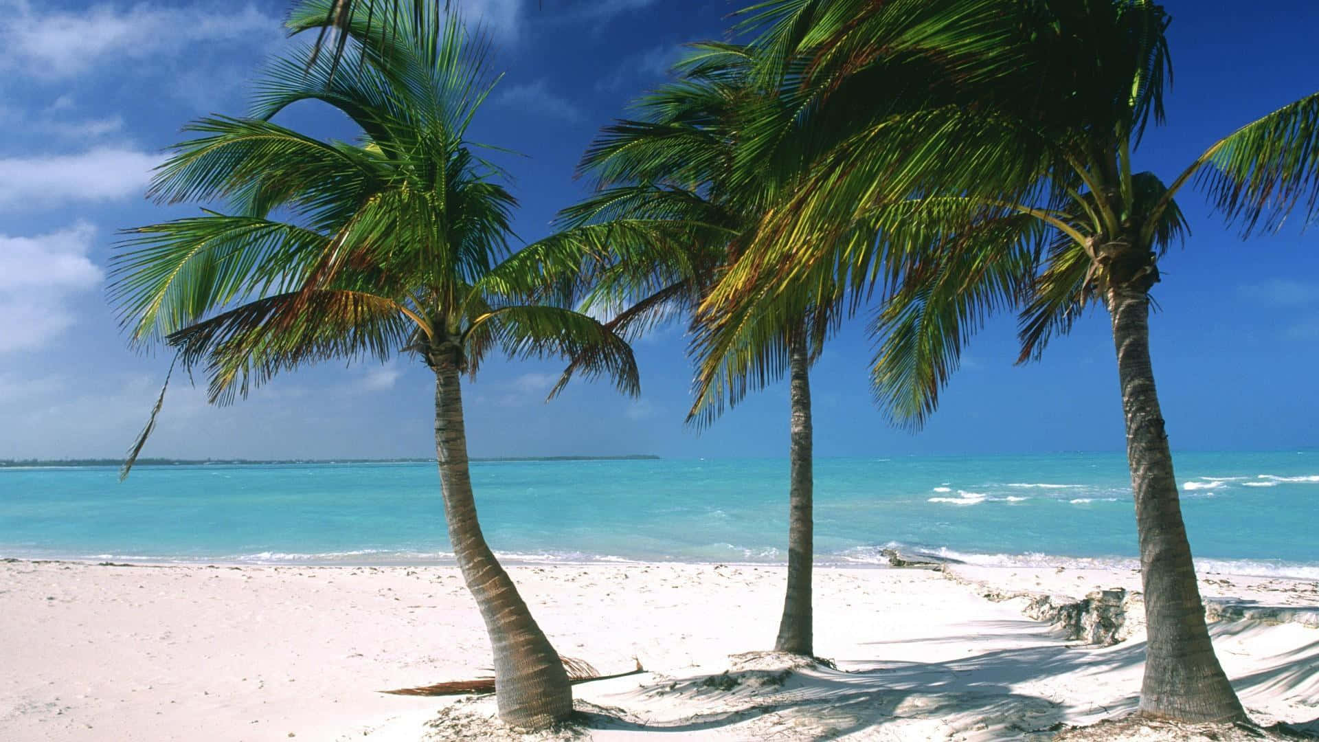 Caribbean beach palm trees, palm trees, white sand beach, Full HD Desktop Wallpaper