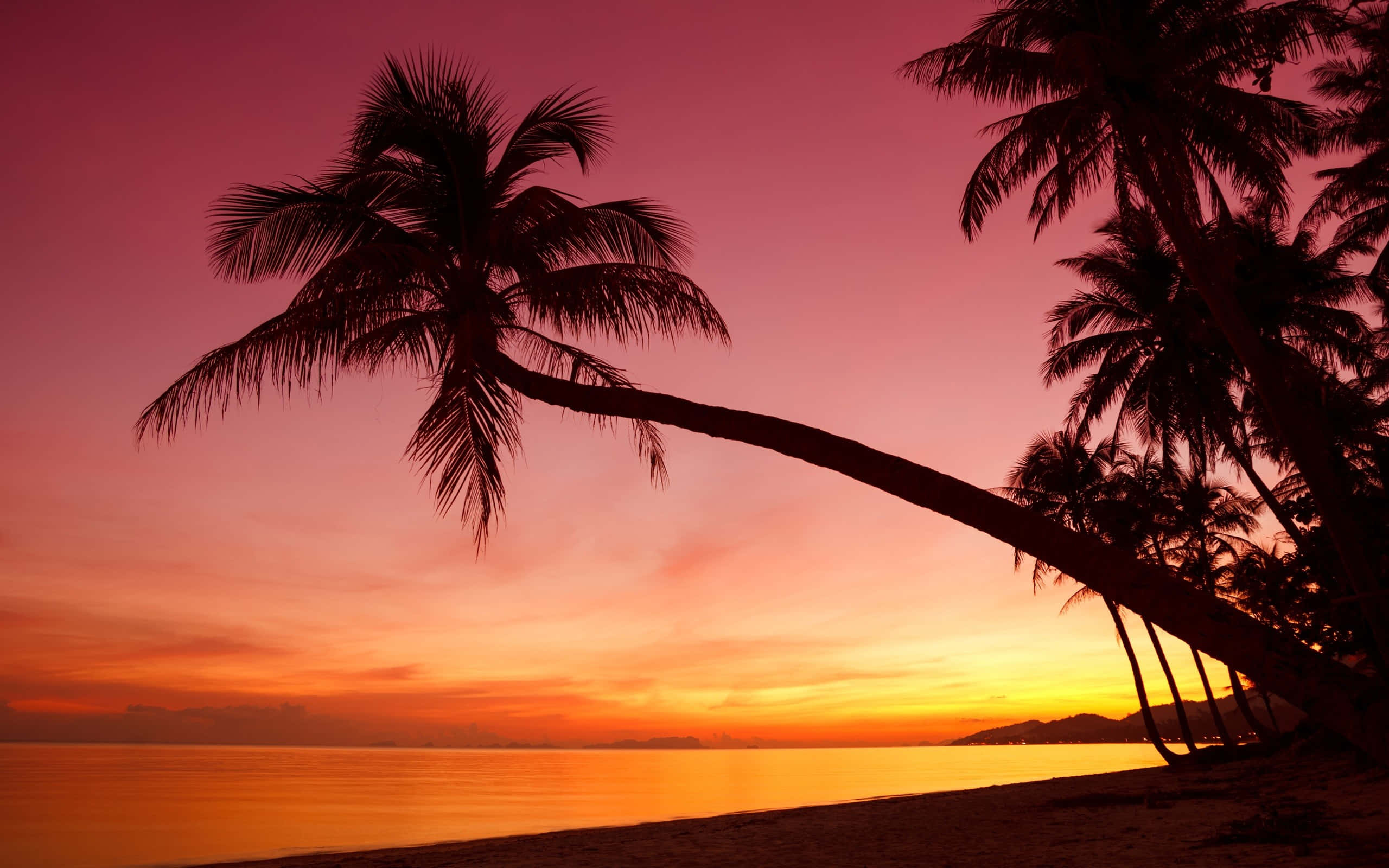beach palm trees, tropical beach, towering palm trees, 2K Desktop Wallpaper